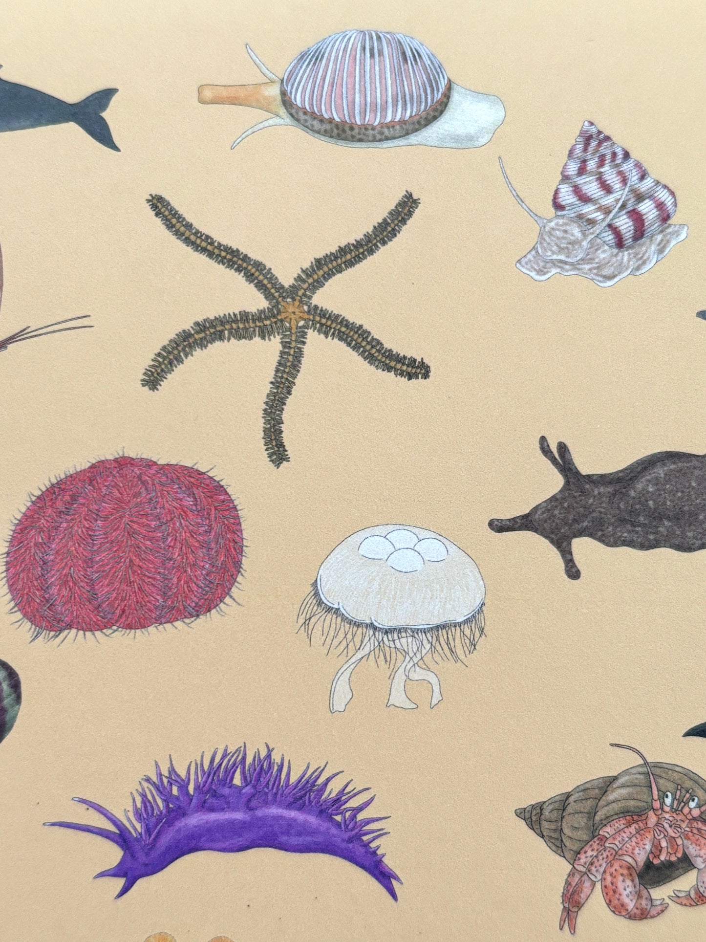 British coastline coloring book detail showing sea creatures: starfish, urchins, jellyfish, snails, marine species