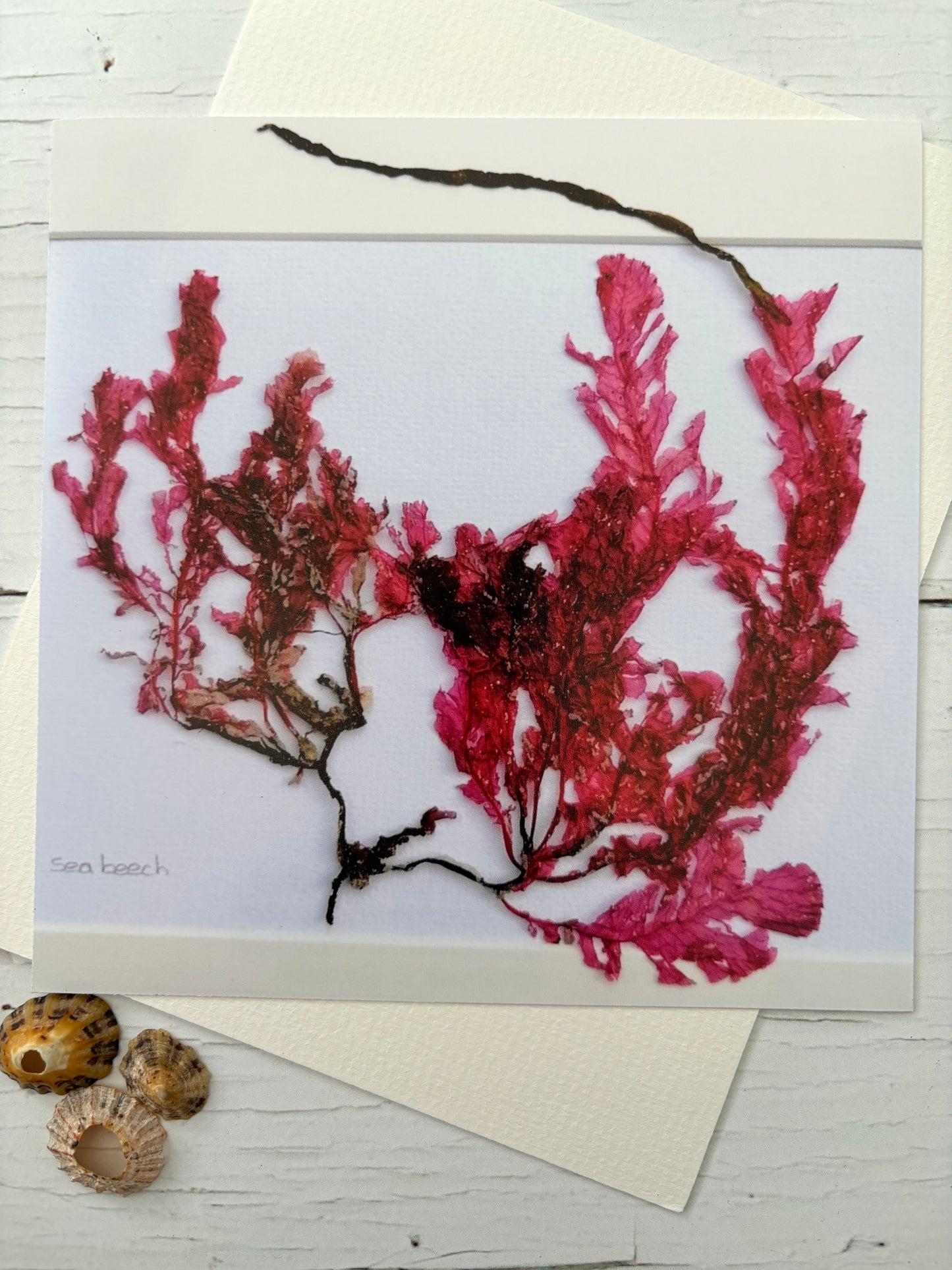 small red sea beech seaweed print pressed algae botanical art with vibrant color Cornwall coastal decor, nautical wall art