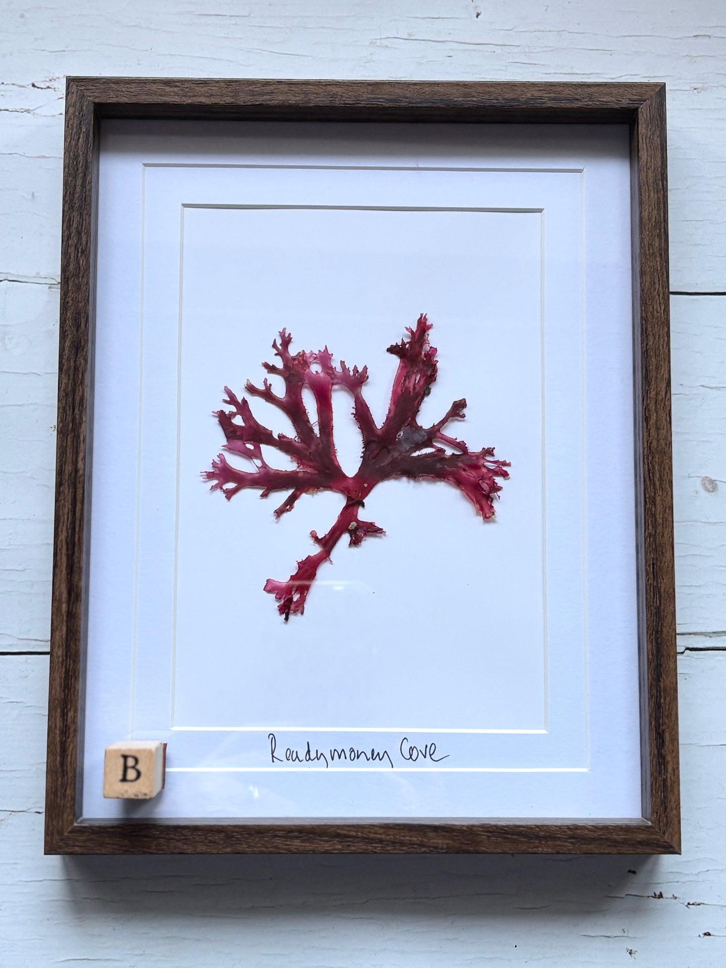 Framed Pressed Readymoney Seaweed