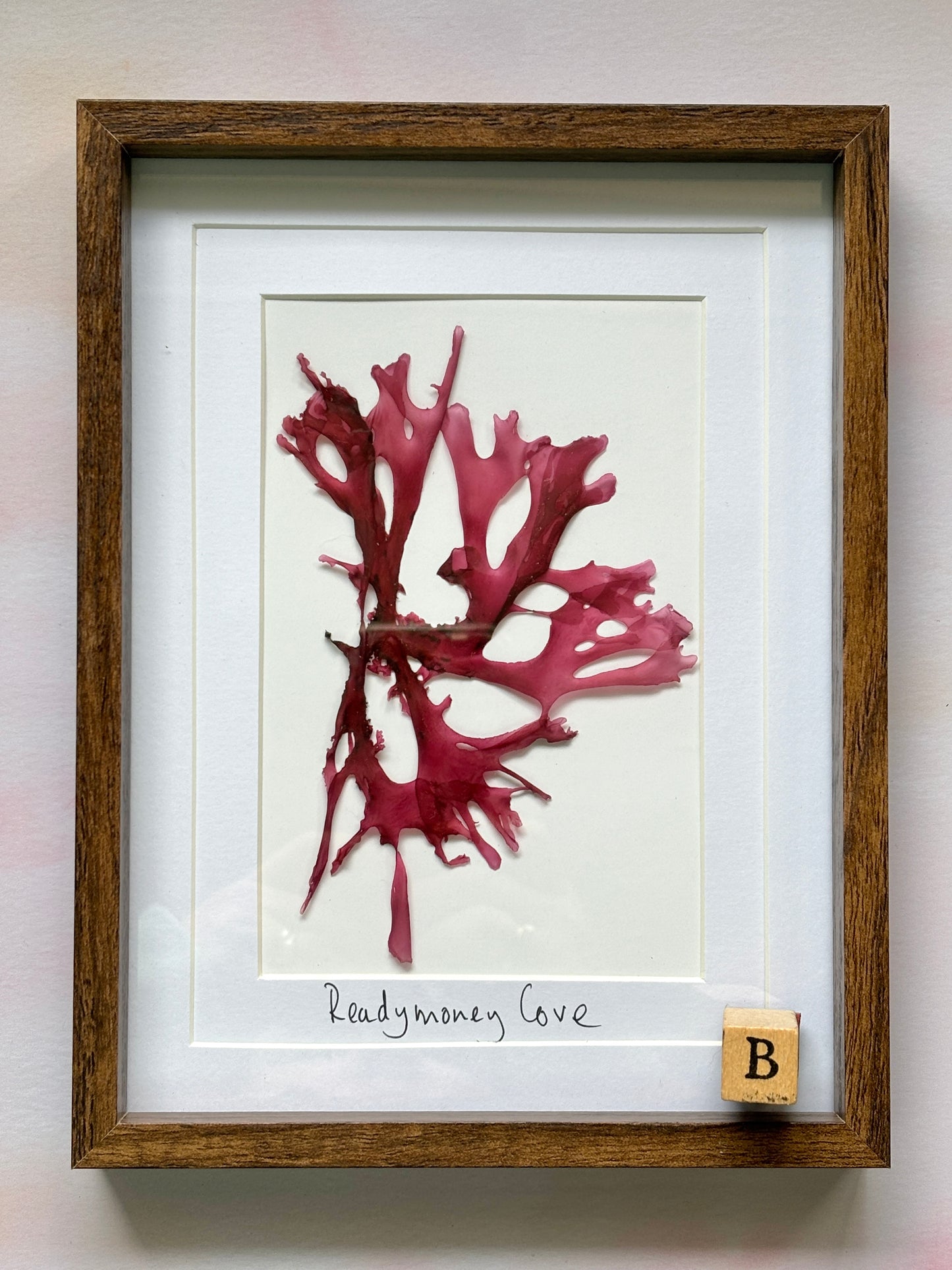 Framed Pressed Readymoney Seaweed