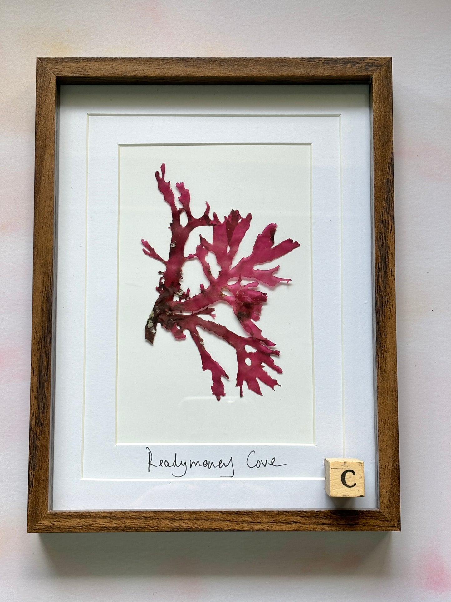 Framed Pressed Readymoney Seaweed