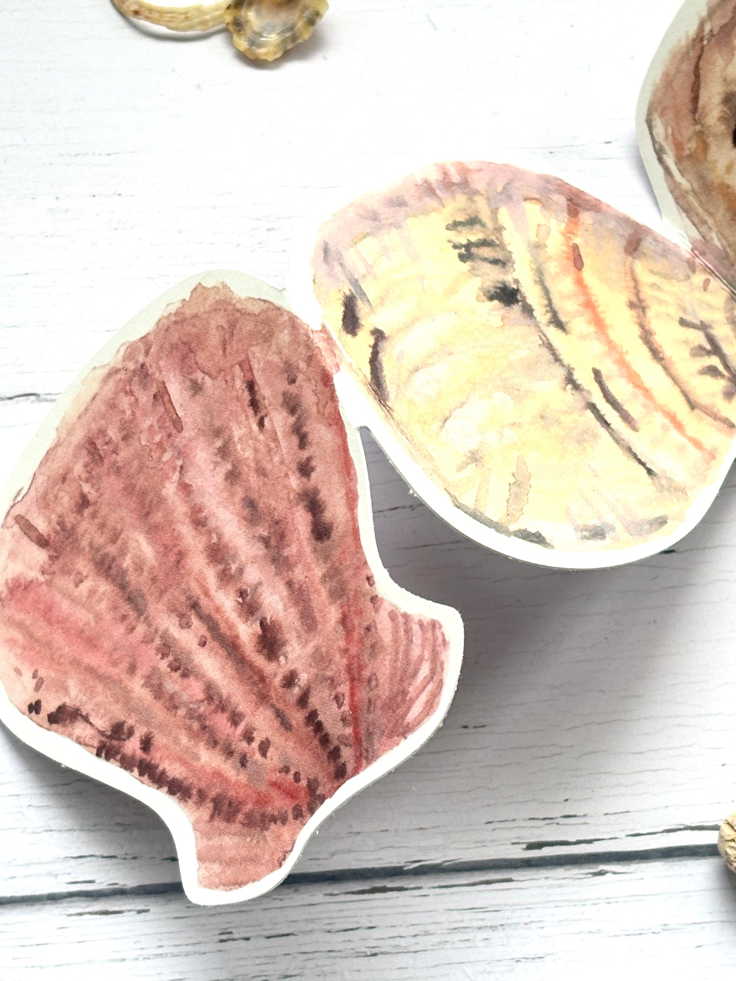 The Shell Collector Folding Concertina Greetings Card