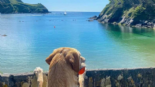 Exploring Dog Friendly Readymoney Cove: A Guide