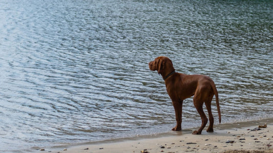 Dogs on Cornish beaches: your views? - Readymoney Beach Shop