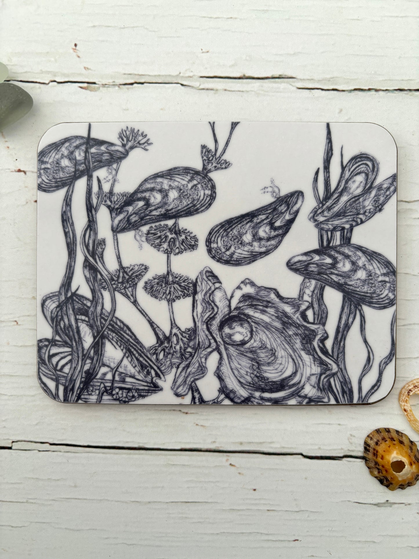 Cornish Sealife Coasters