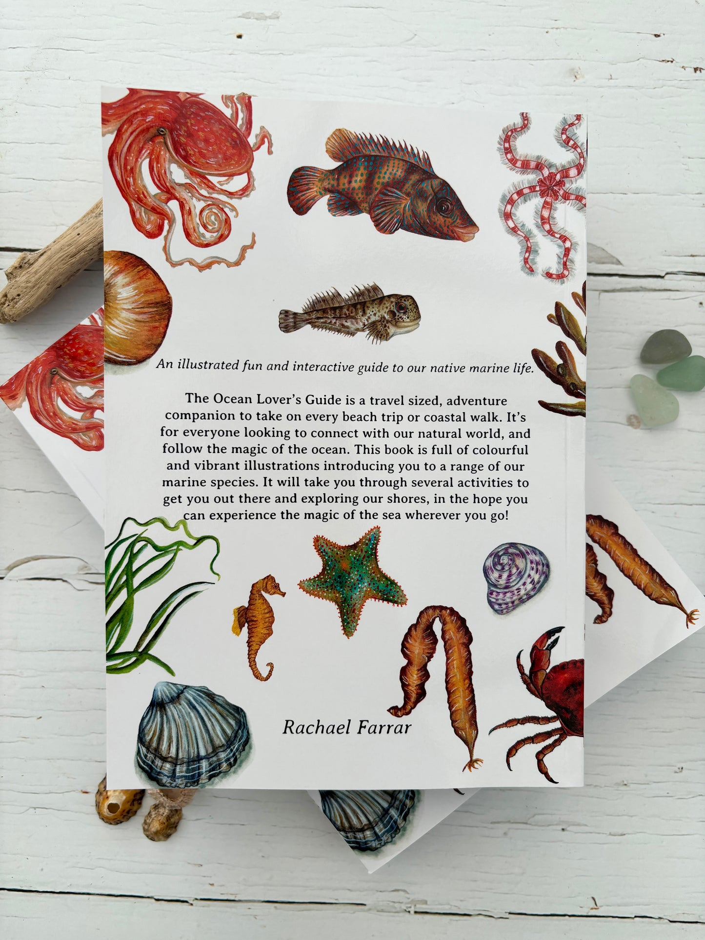 The Ocean Lover's Guide: An Illustrated Fun & Interactive Guide to our Native Marine Life