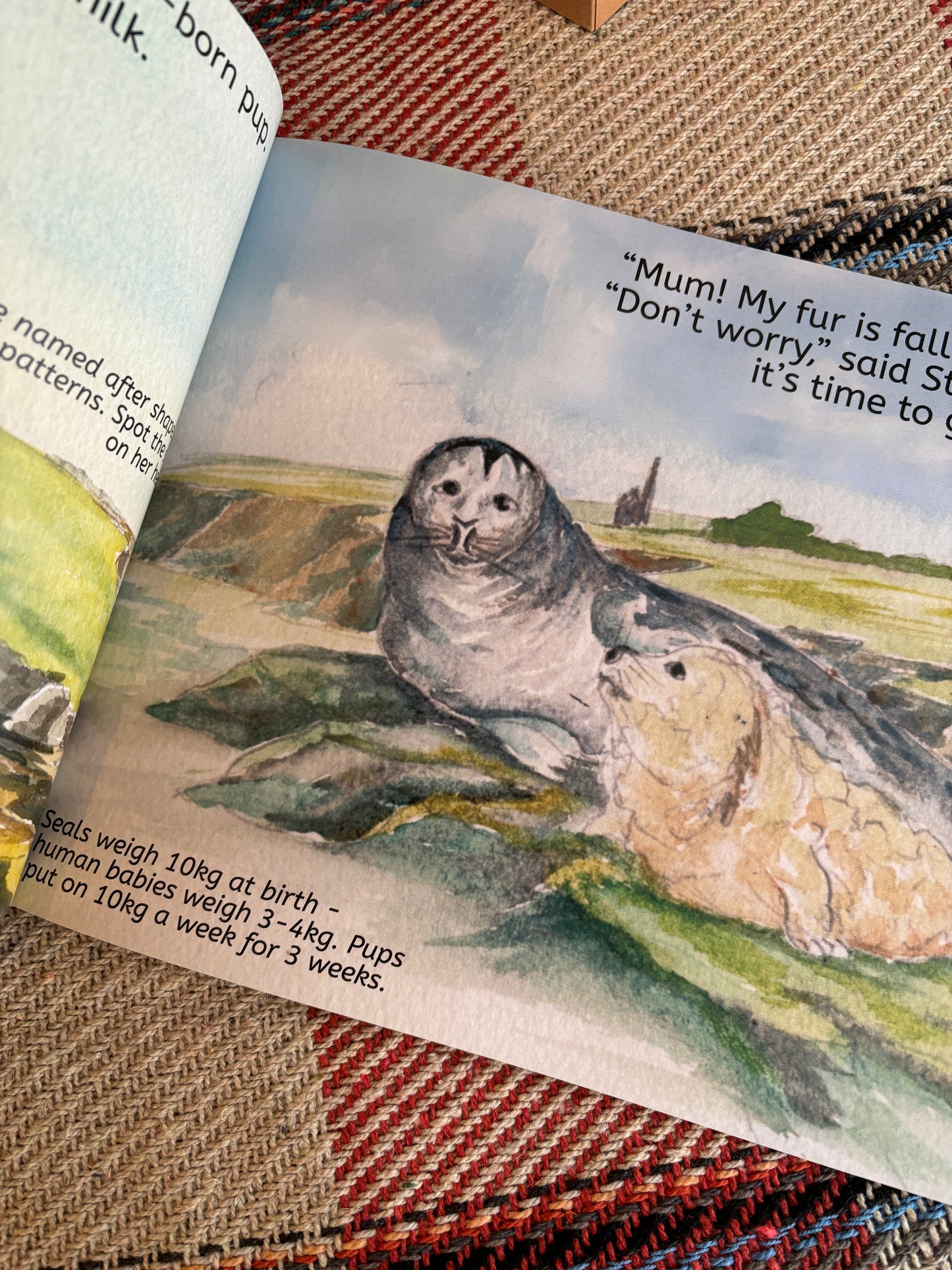 Excuse Me...Are You My Mum? An illustrated children's book about seals on the Cornish coast