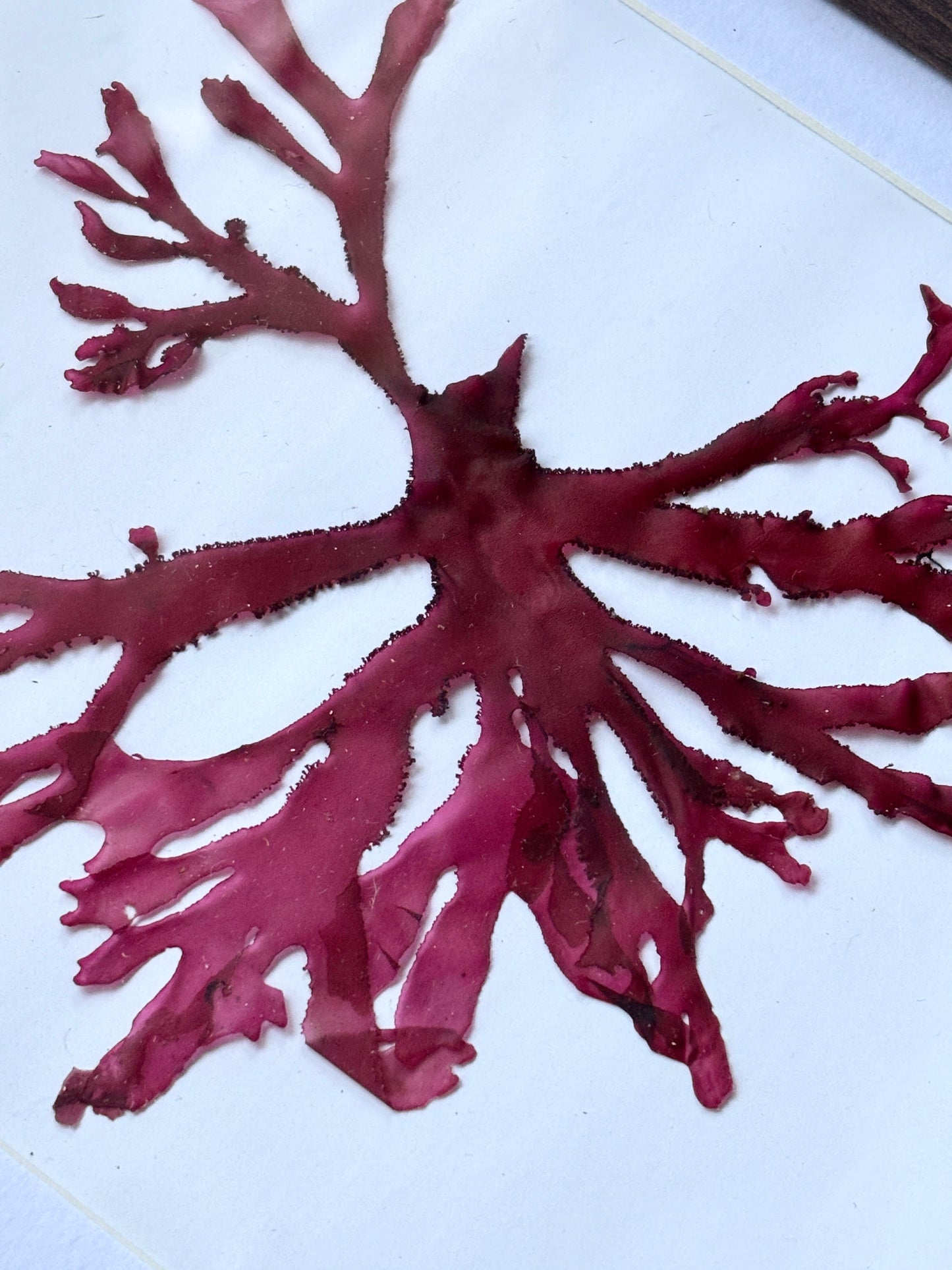 Framed Pressed Readymoney Seaweed