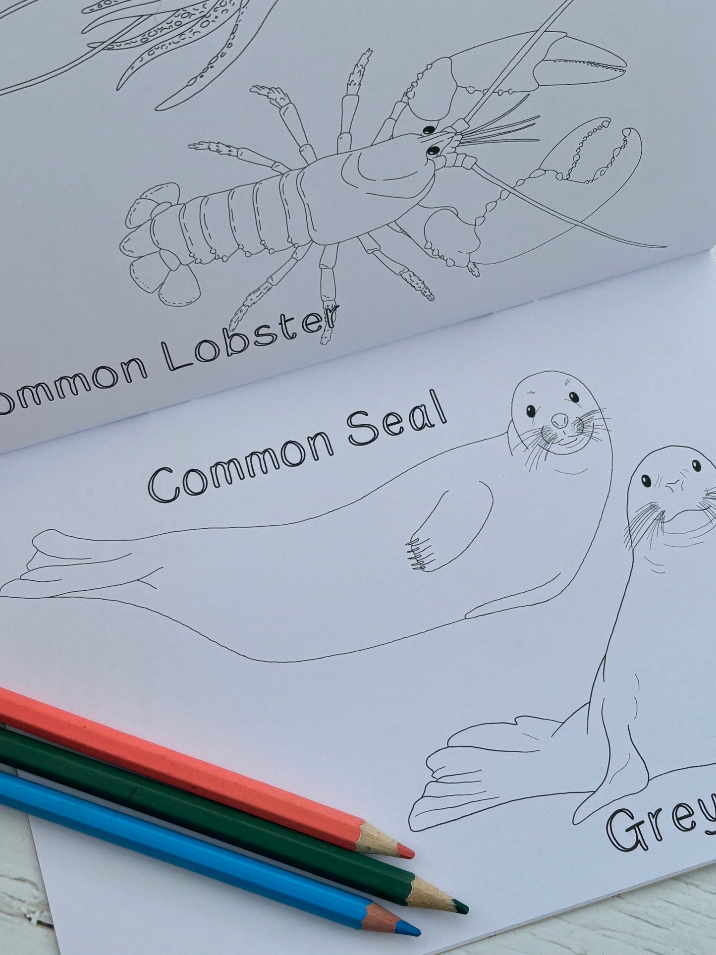 closeup shot of UK coastline coloring pages common lobster and seal illustrations, marine life educational coloring book
