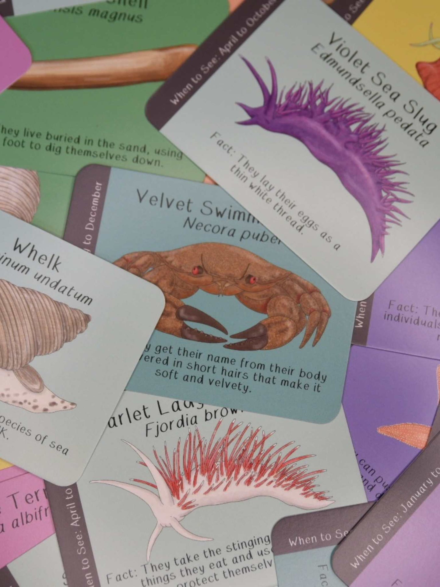 closeup shot of British coastal species ID cards violet sea slug, velvet swimmer crab, whelk, sea anemone illustrations