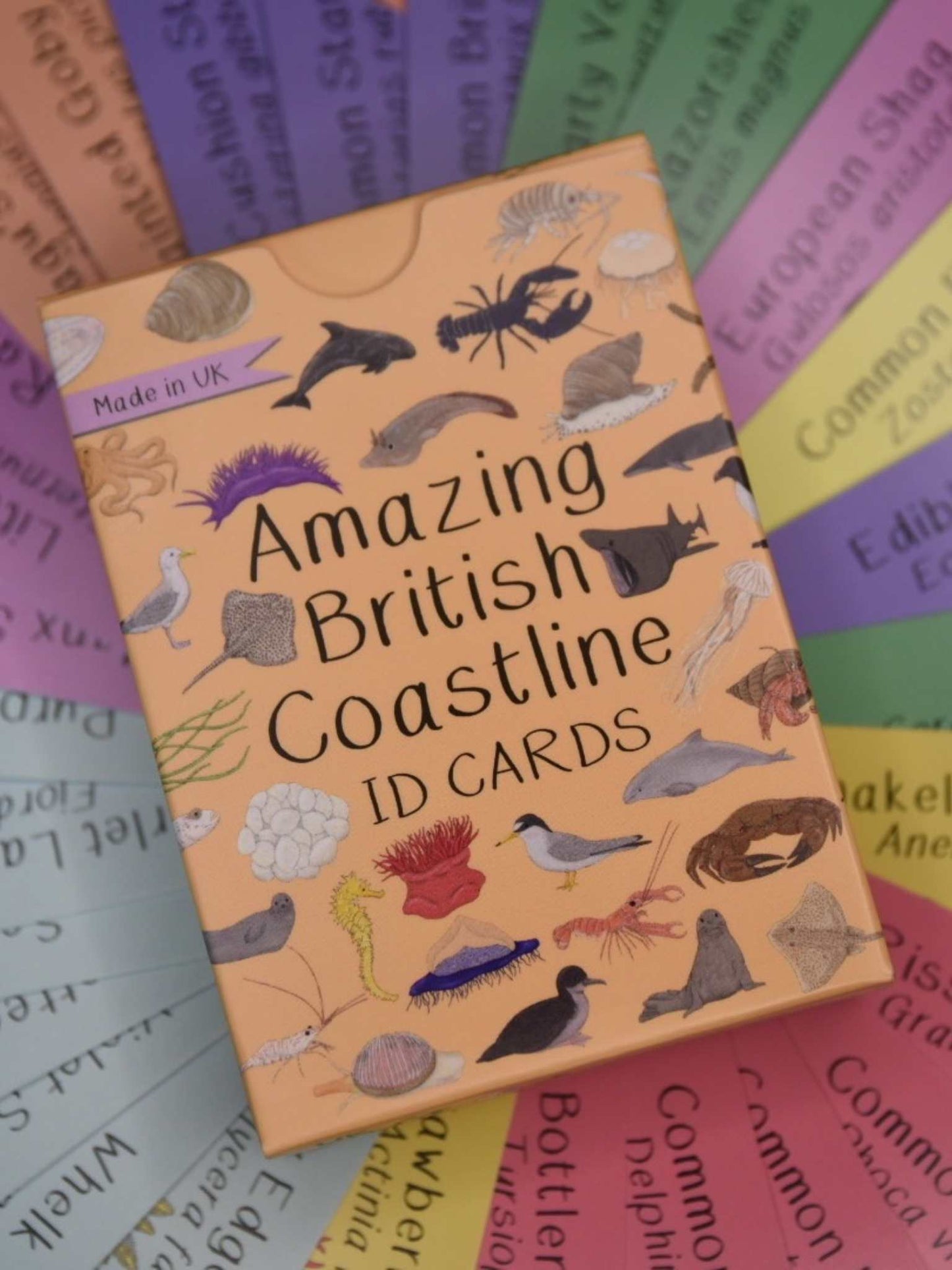 amazing british coastline ID cards set, marine wildlife identification cards, educational coastal species guide