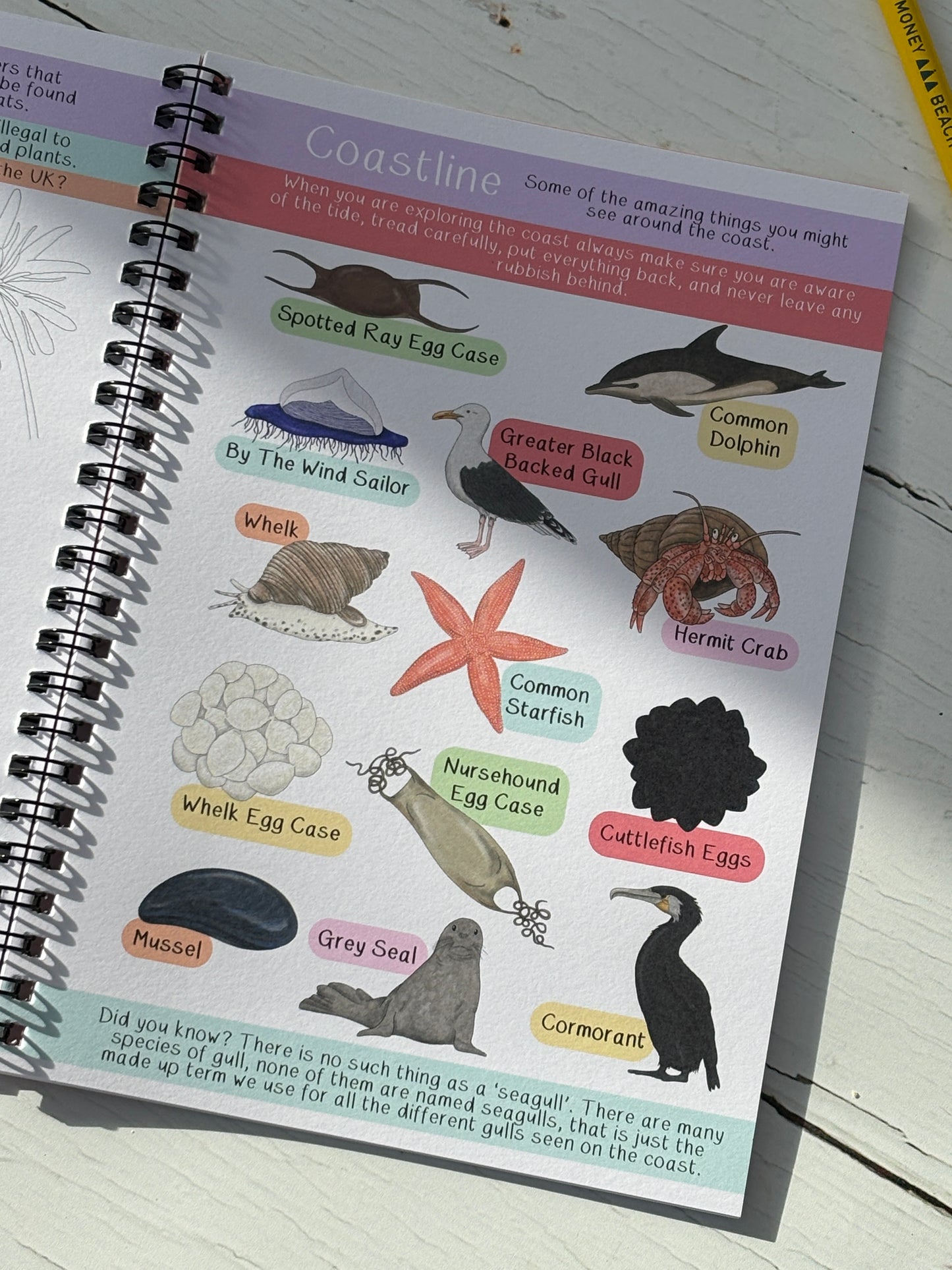 wildlife identification page with labeled illustrations: common dolphin, grey seal, starfish, crab, seabirds, shells