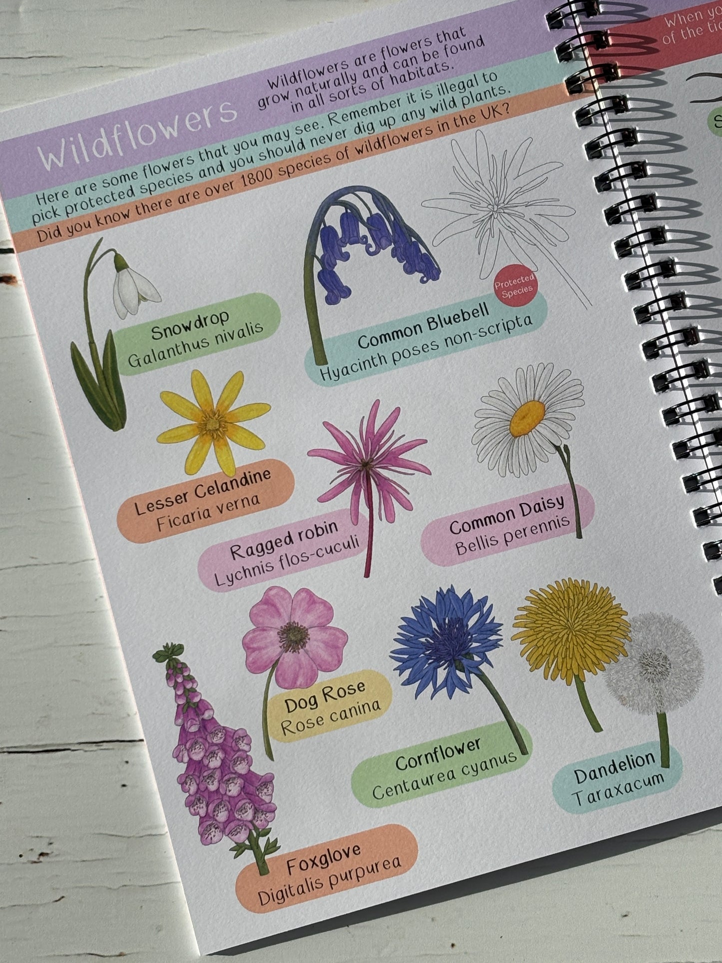 British wildflowers page: snowdrop, bluebell, daisy, cornflower, foxglove illustrations with Latin names, guide