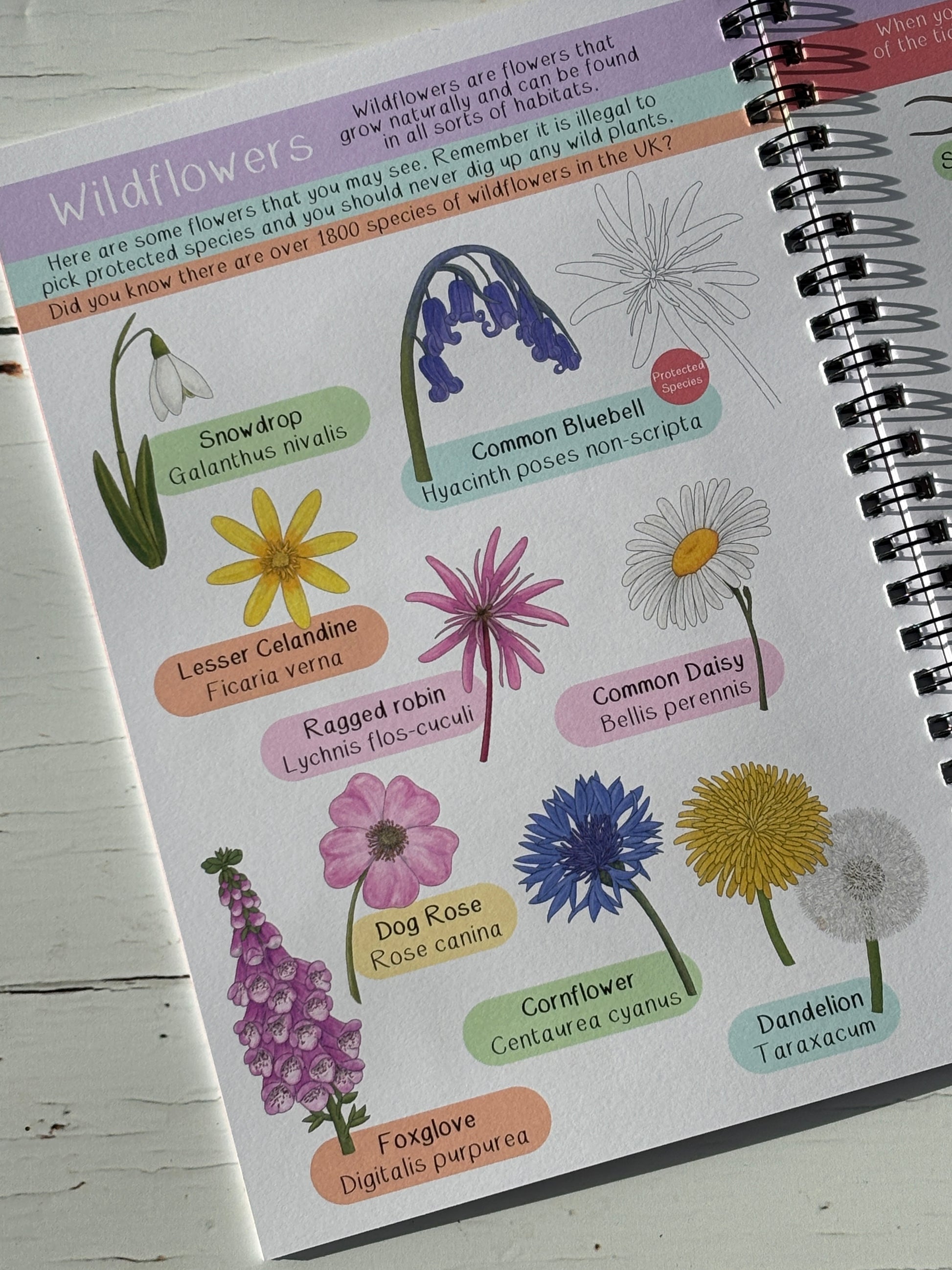 British wildflowers page: snowdrop, bluebell, daisy, cornflower, foxglove illustrations with Latin names, guide