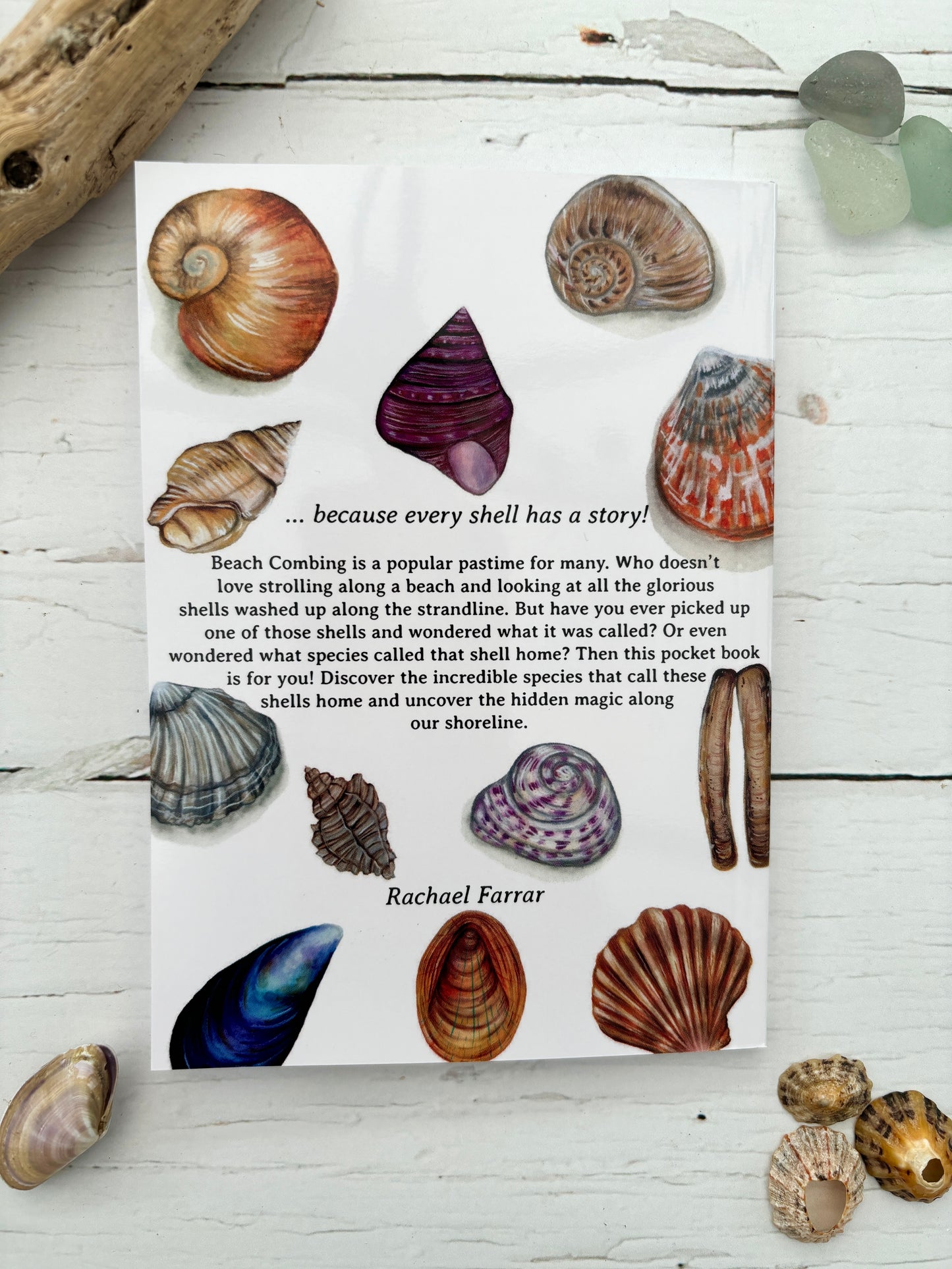 seashell ID pocket guide for beachcombers—discover shell species and coastal nature facts