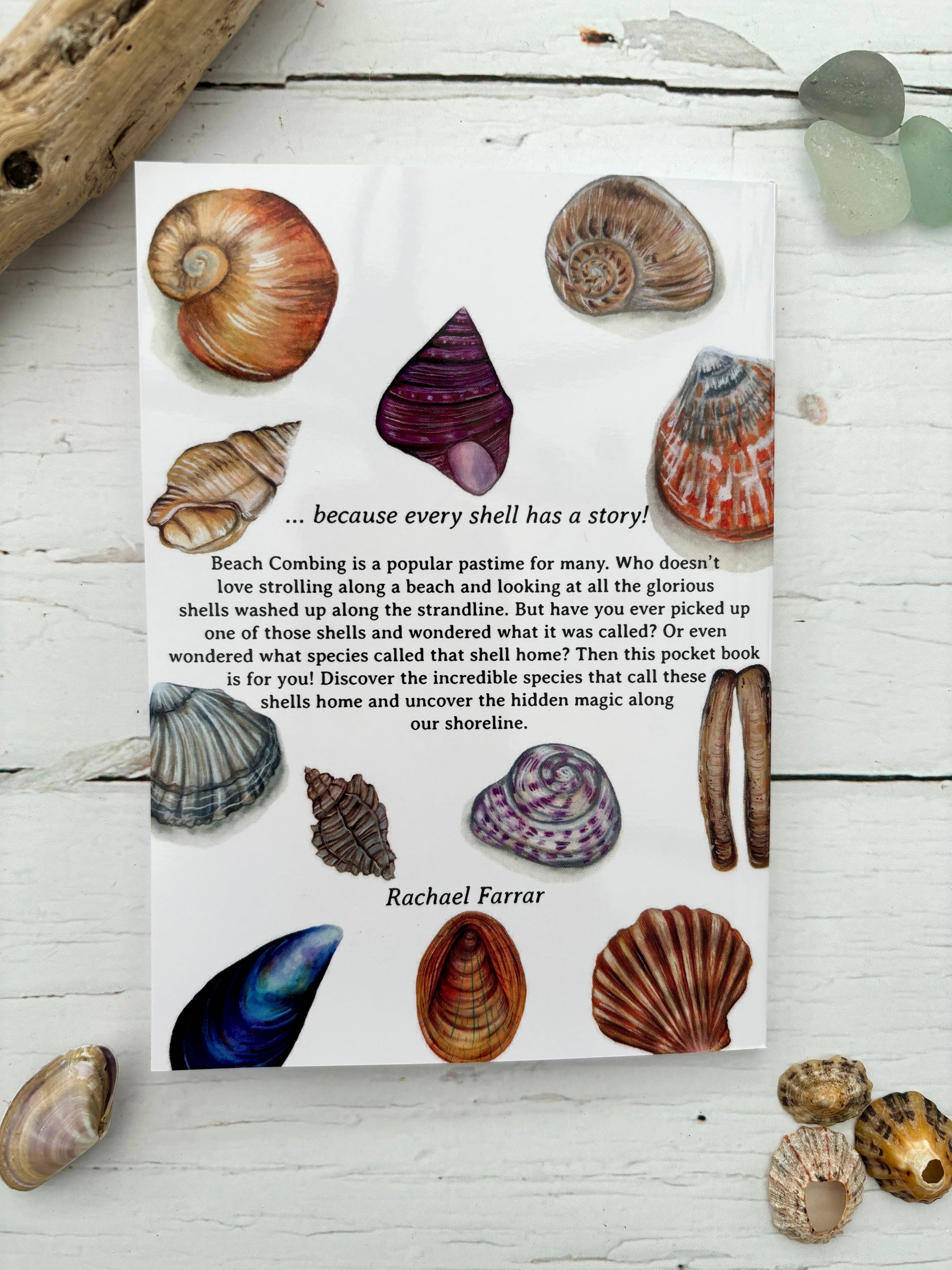 seashell ID pocket guide for beachcombers—discover shell species and coastal nature facts