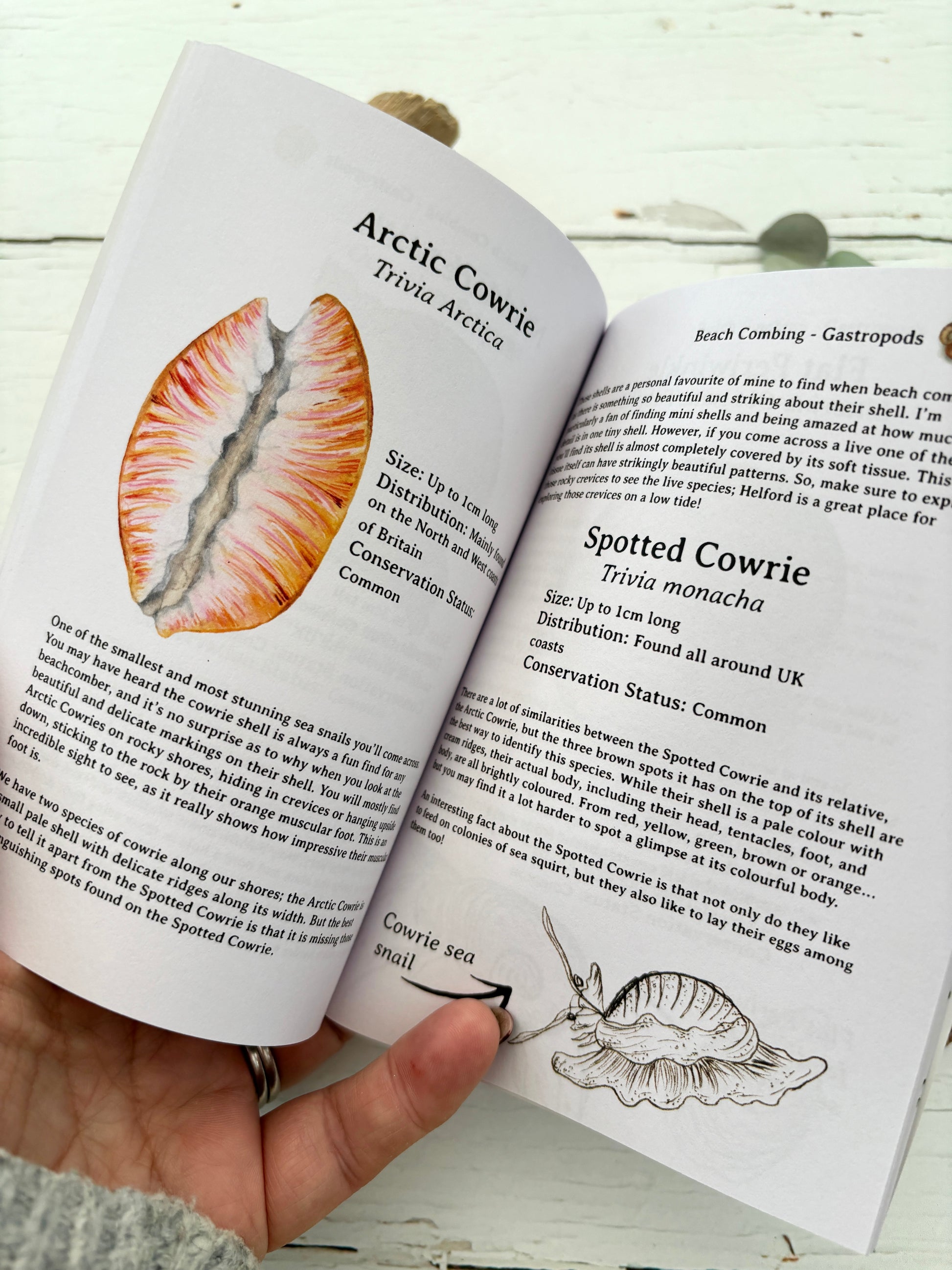 cowrie shell ID guide for beachcombers—features arctic and spotted cowrie facts, illustrations, and habitat tips