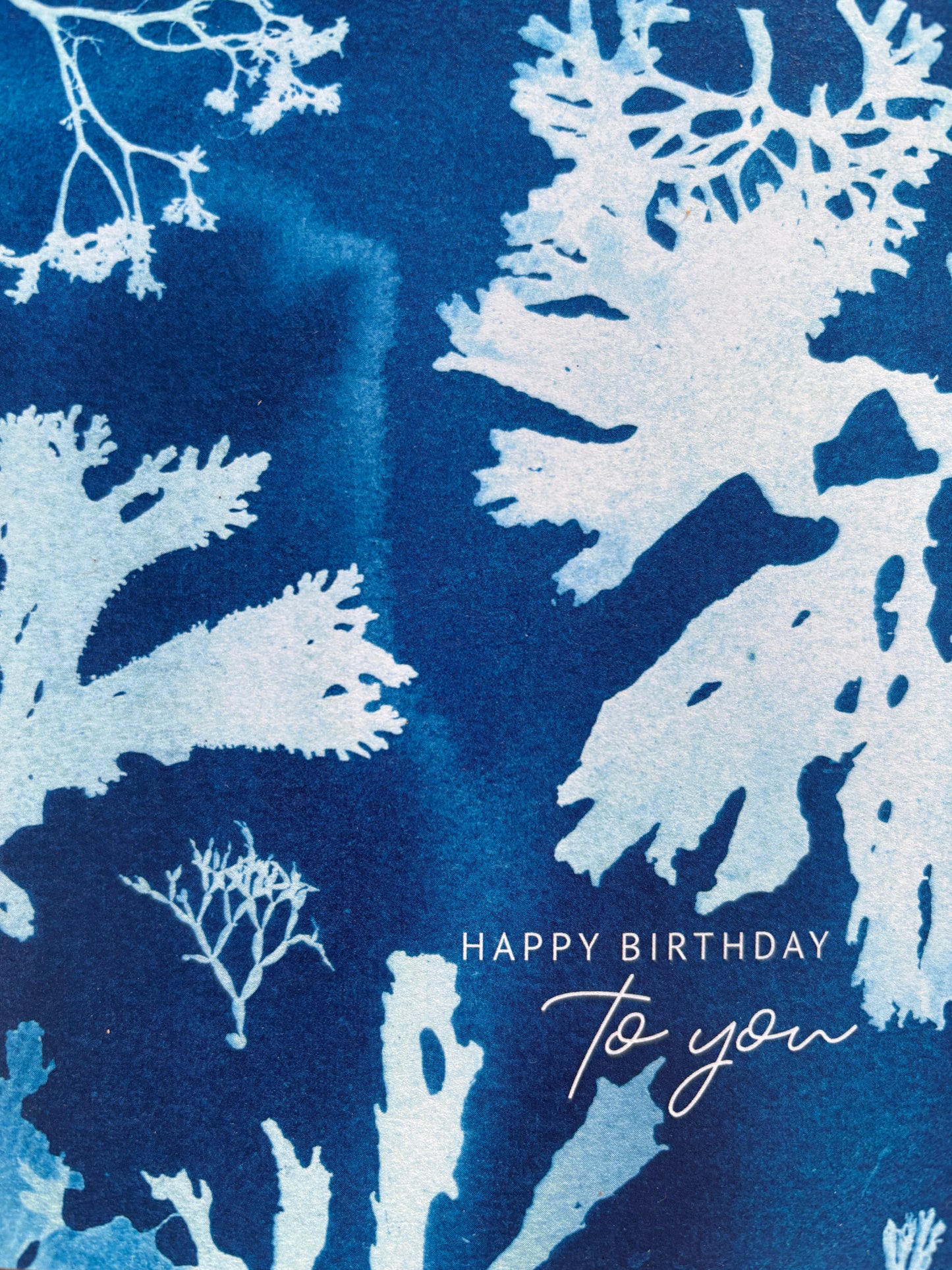 closeup shot of cyanotype birthday card with white seaweed silhouettes on deep blue; elegant coastal-inspired botanical design