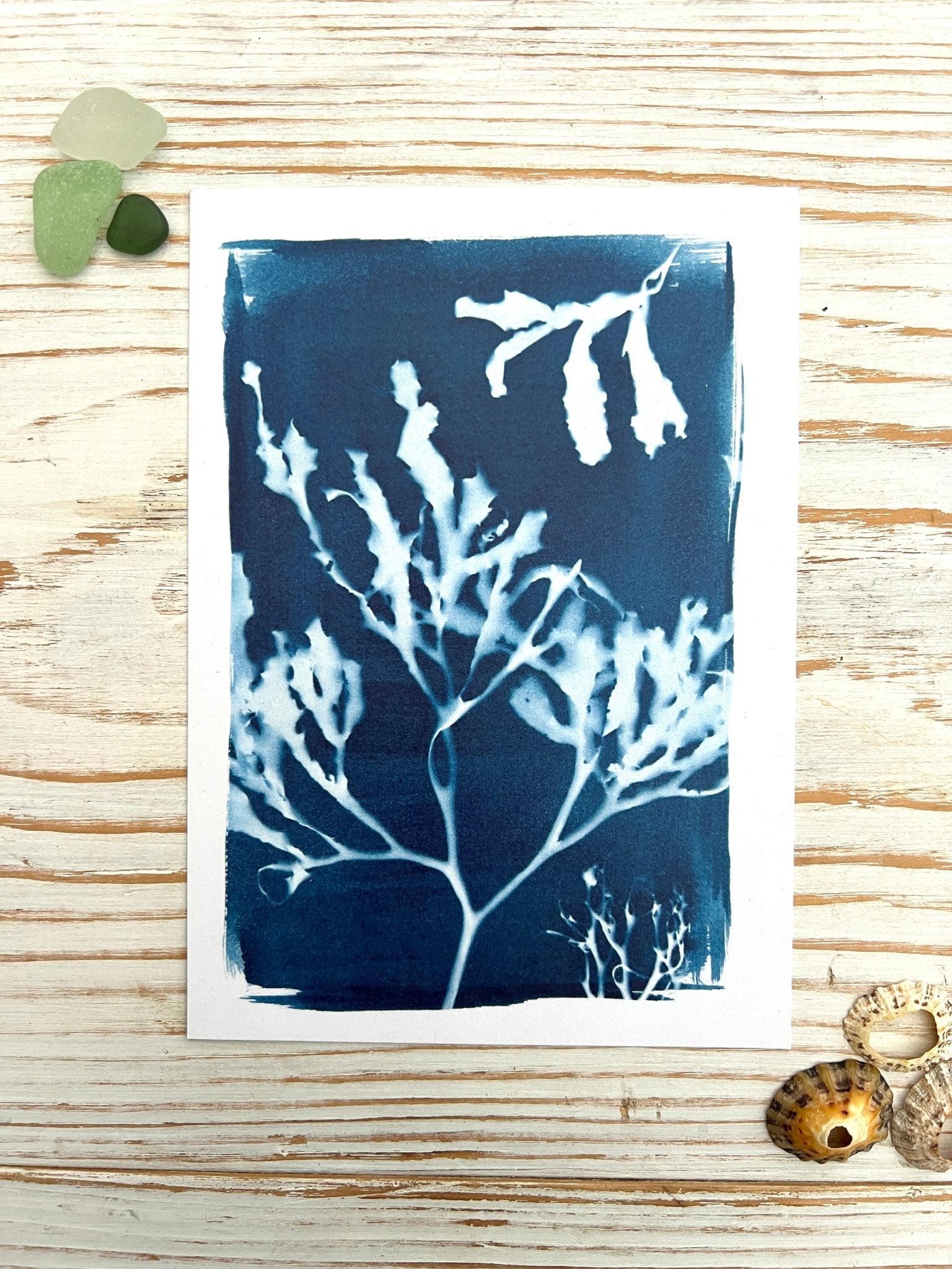 Blue Seaweed Cyanotype Postcard Gift Set - Readymoney Beach Shop