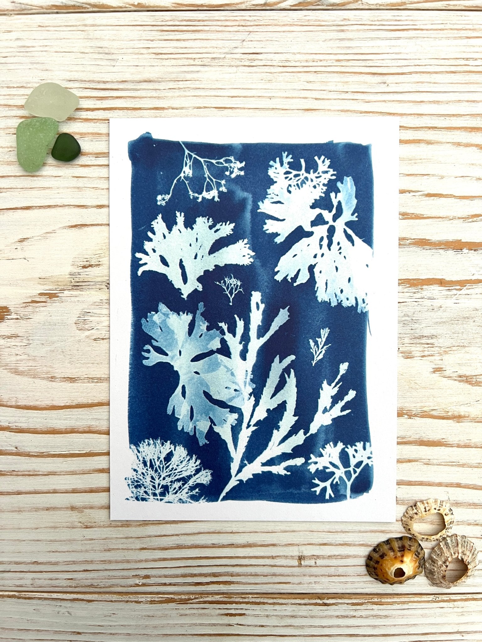 Sold Hand made unique cyanotype concertina book, illustrating seaweeds and sea shore plants