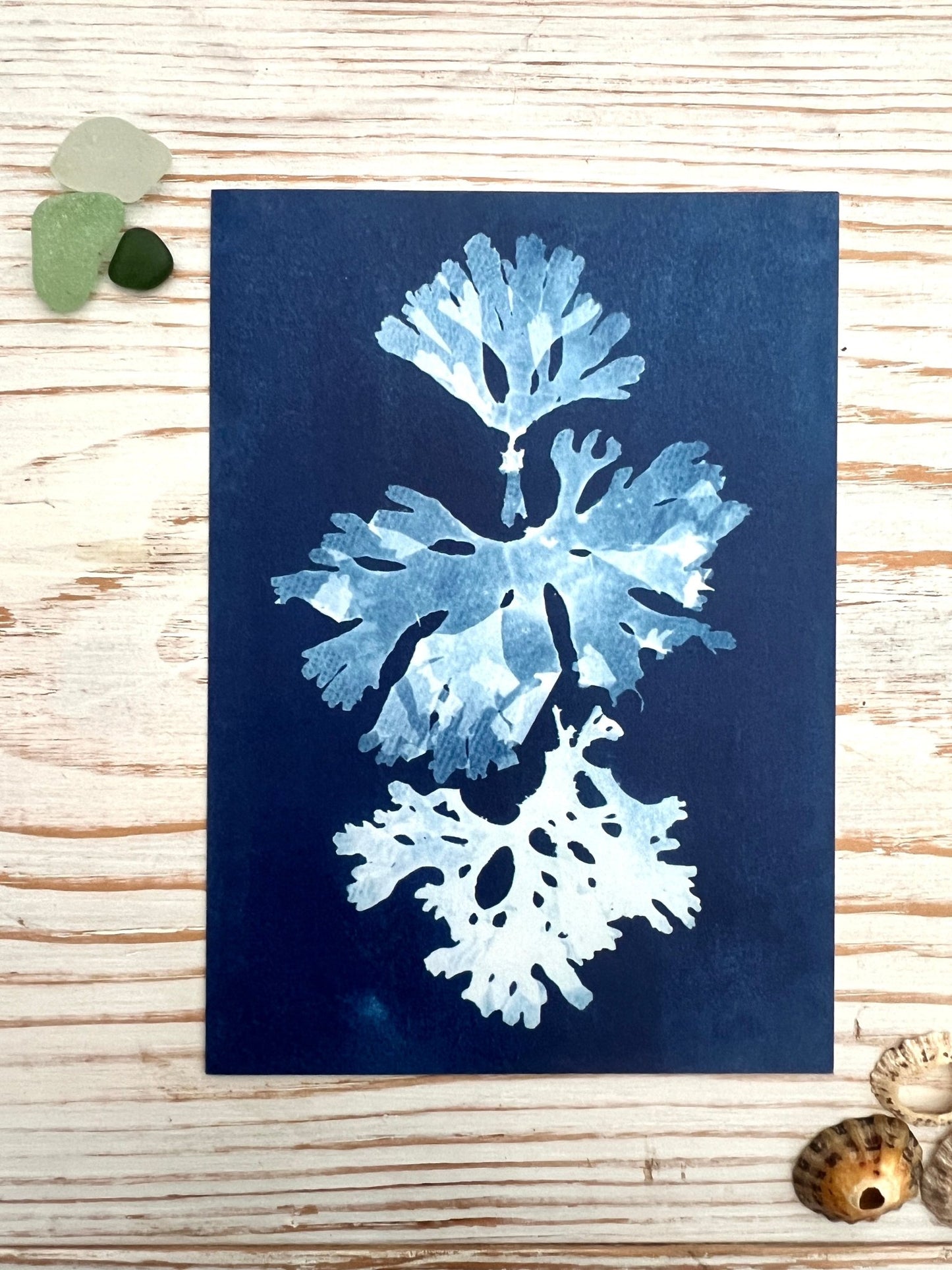 Blue Seaweed Cyanotype Postcard Gift Set - Readymoney Beach Shop