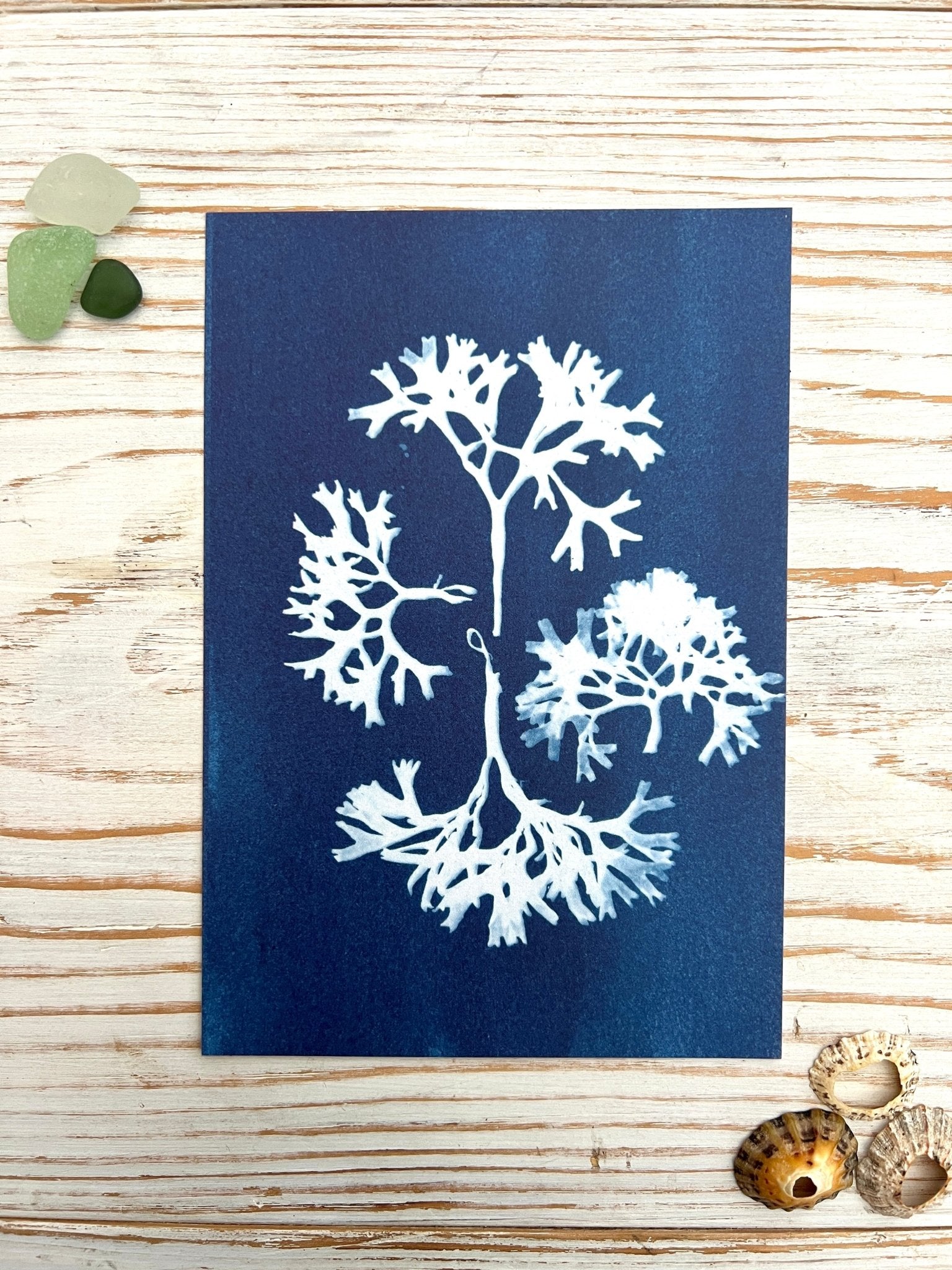 Blue Seaweed Cyanotype Postcard Gift Set - Readymoney Beach Shop