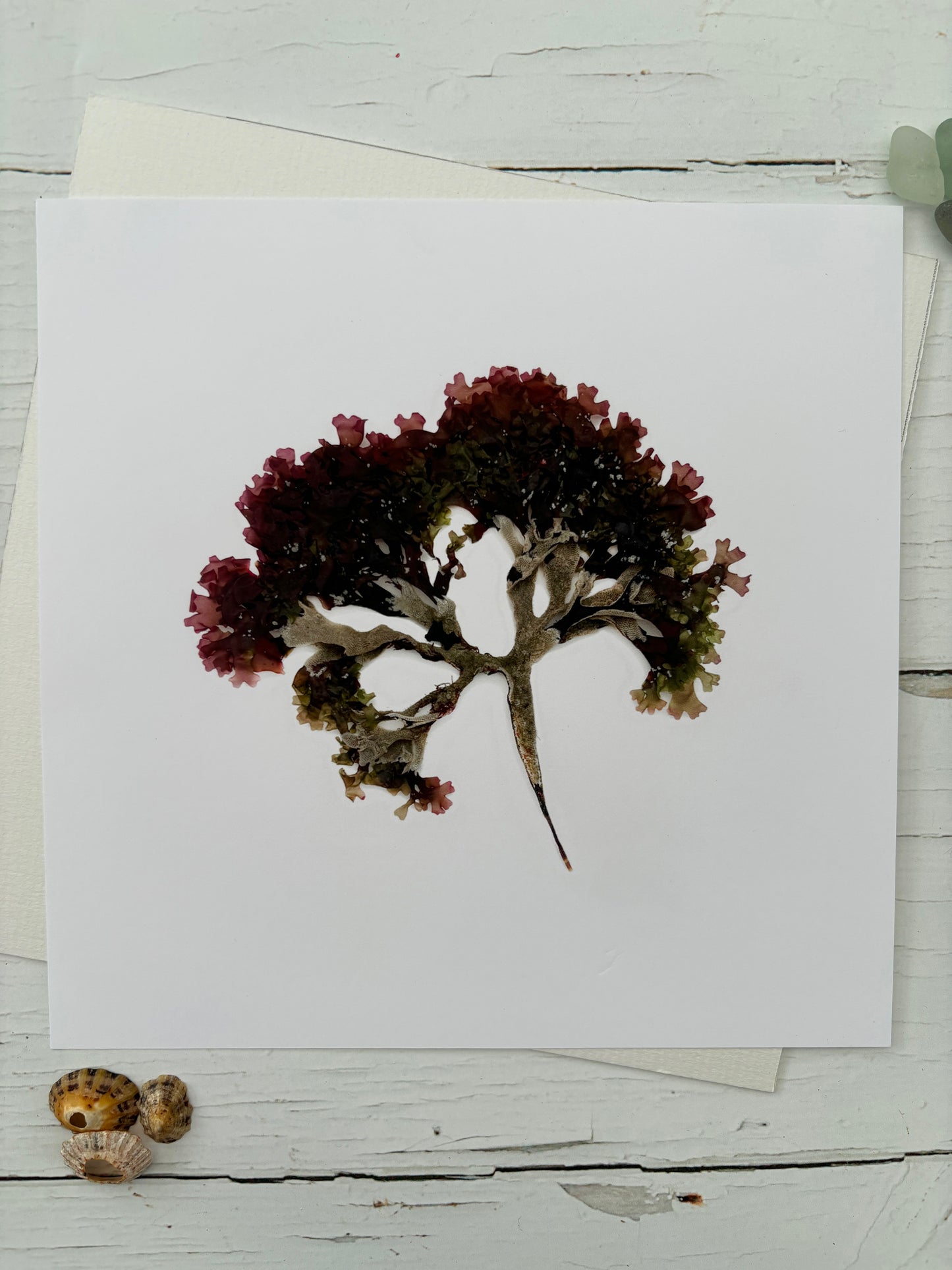 pressed red iris moss seaweed print botanical coastal decor on white card Cornwall sea algae nautical wall art natural