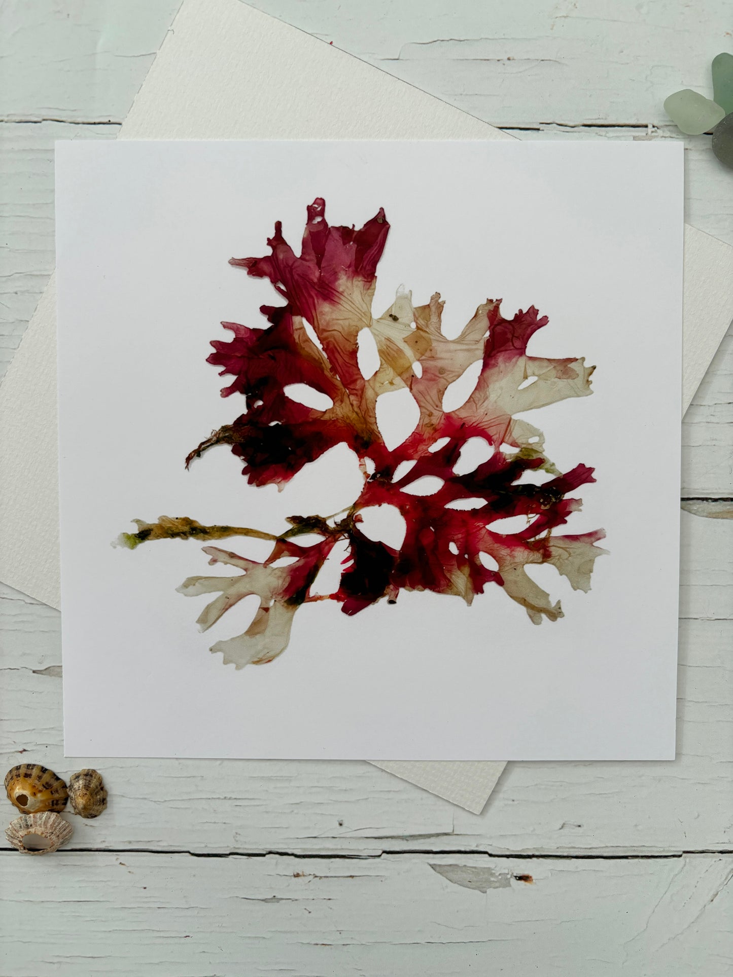 pressed red fanweed seaweed art print botanical coastal decor on white card Cornwall sea algae nautical wall art