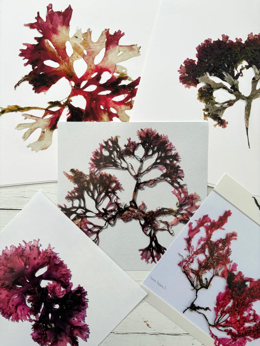 Cornish seaweed art prints set pressed red algae botanical prints coastal home decor, sea beach nautical wall art