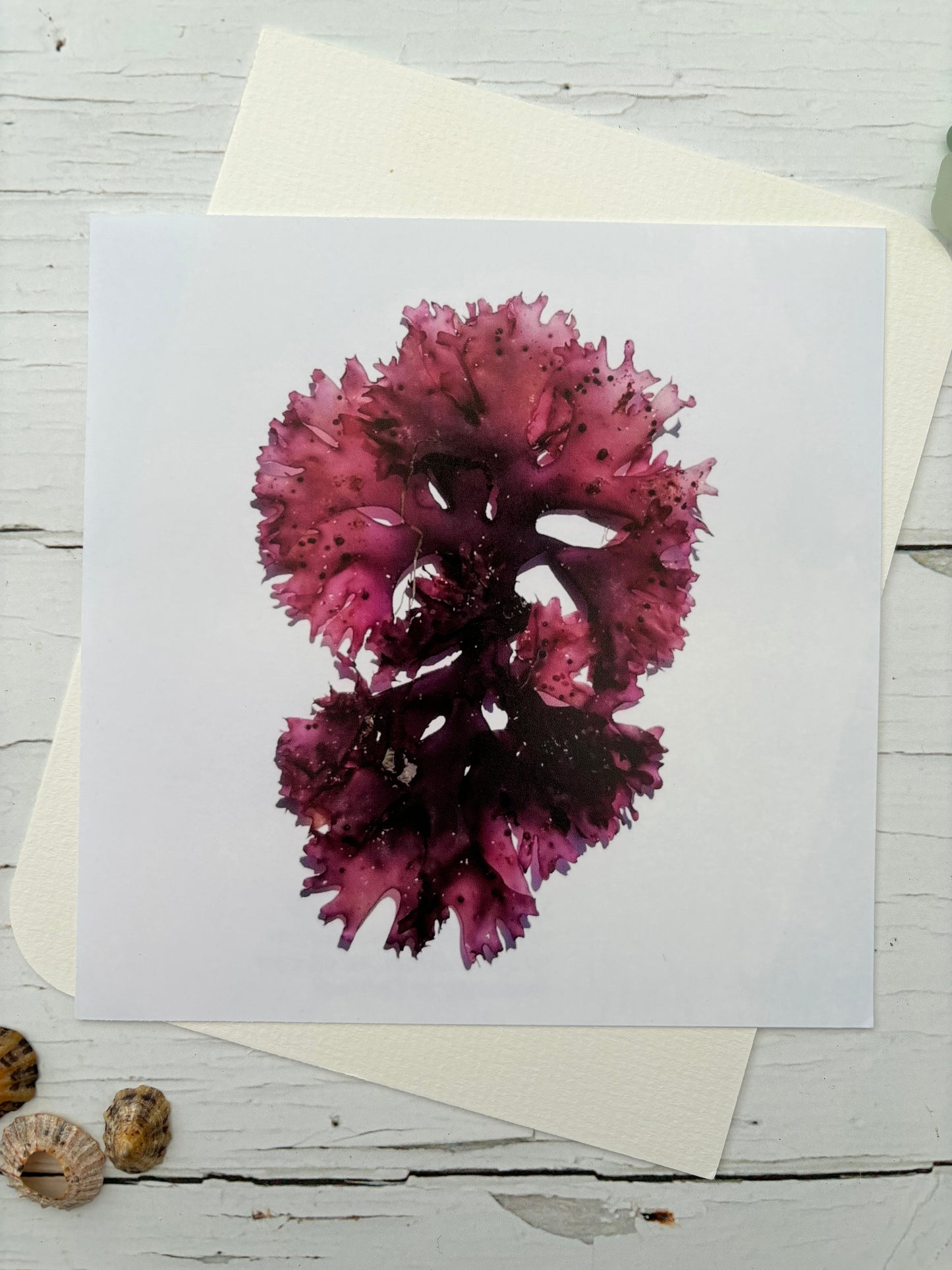 deep magenta fanweed seaweed art print small botanical print for coastal home decoration Cornish algae nautical wall art