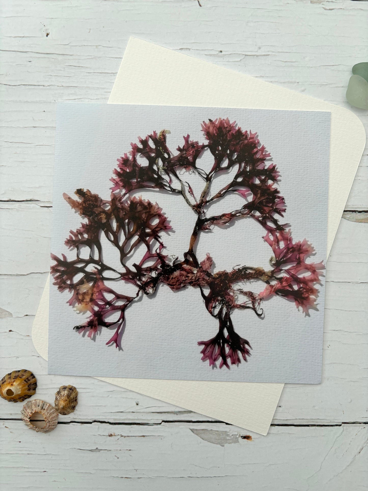 small irish moss seaweed art print pressed red algae botanical print on white Cornwall coastal decor, sea beach nautical art