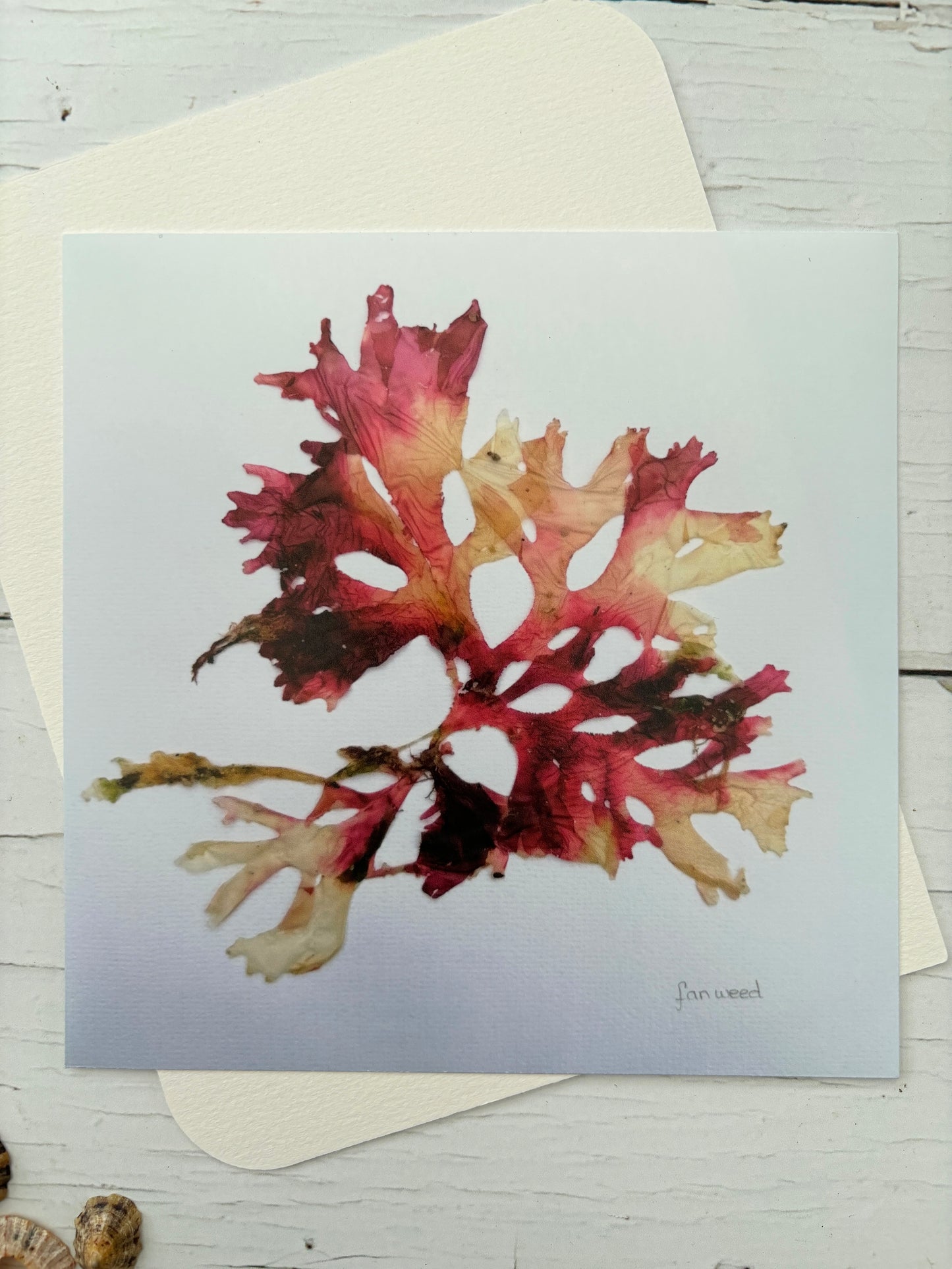 red fanweed seaweed art print small botanical art for nautical home decoration pressed Cornish algae wall print