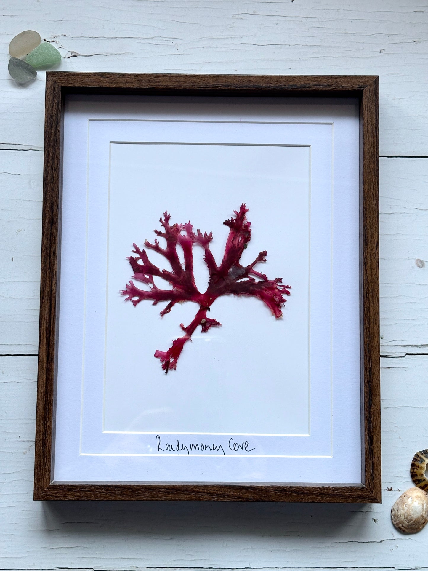 Framed Pressed Readymoney Seaweed