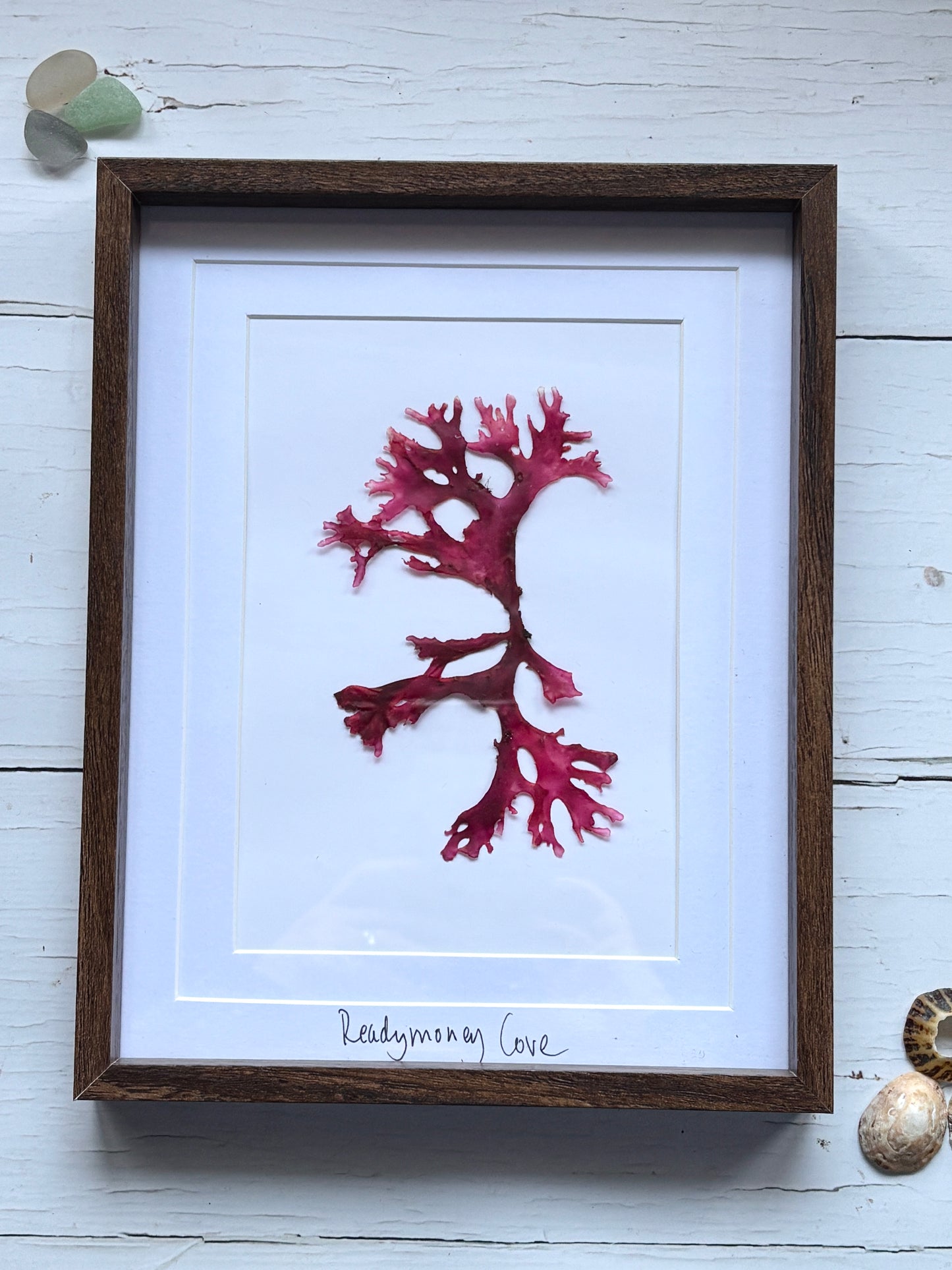 Framed Pressed Readymoney Seaweed