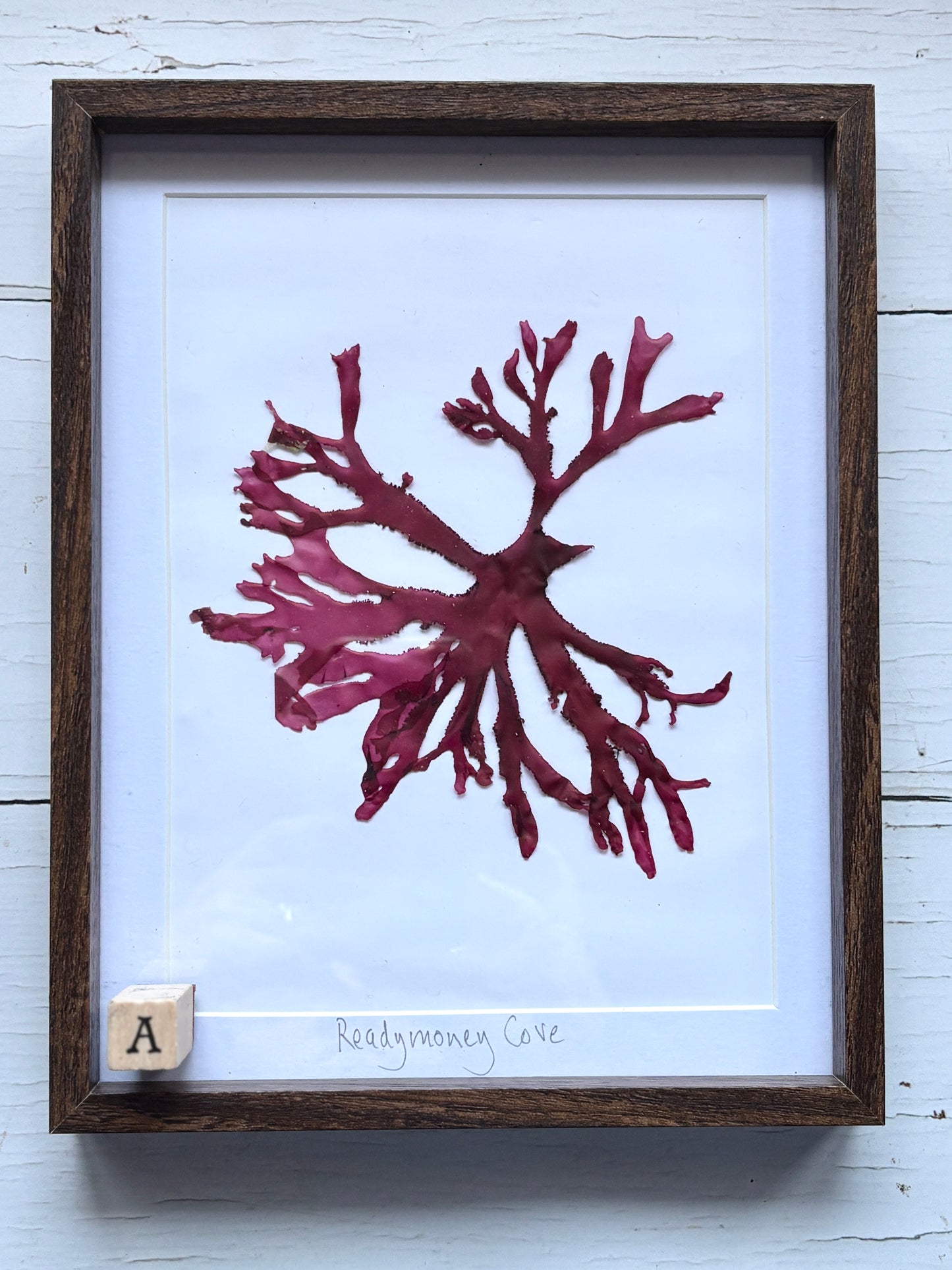 Framed Pressed Readymoney Seaweed