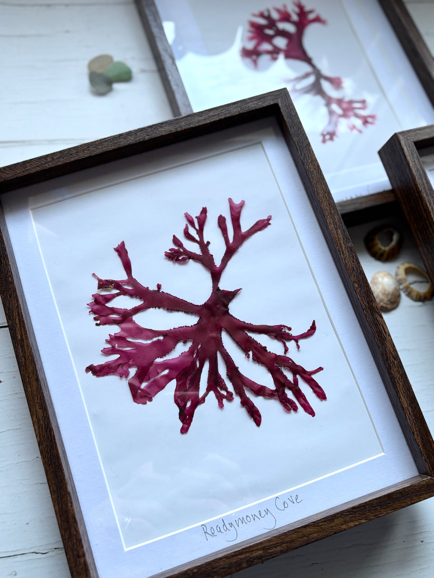 Framed Pressed Readymoney Seaweed