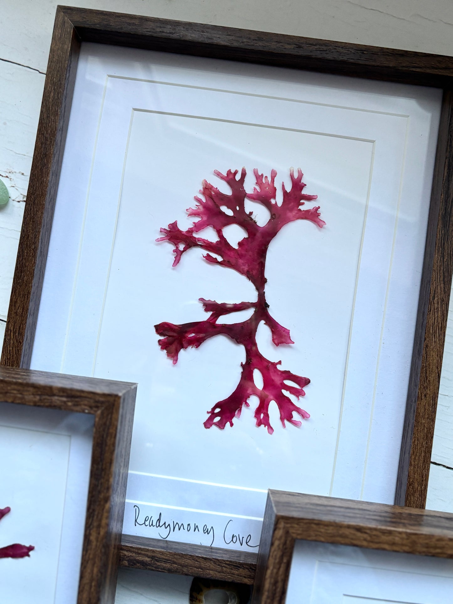 Framed Pressed Readymoney Seaweed