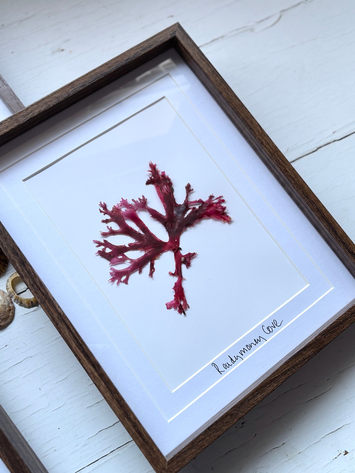 Framed Pressed Readymoney Seaweed