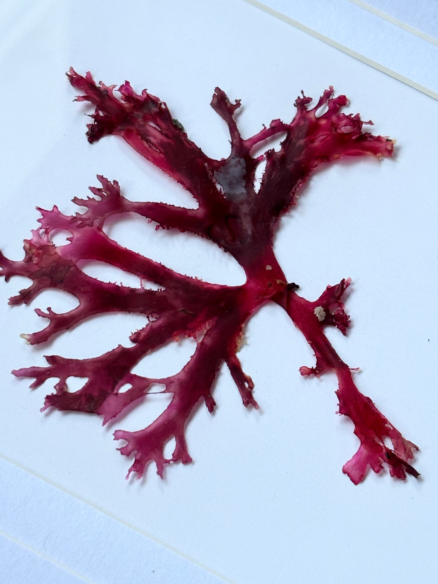 Framed Pressed Readymoney Seaweed