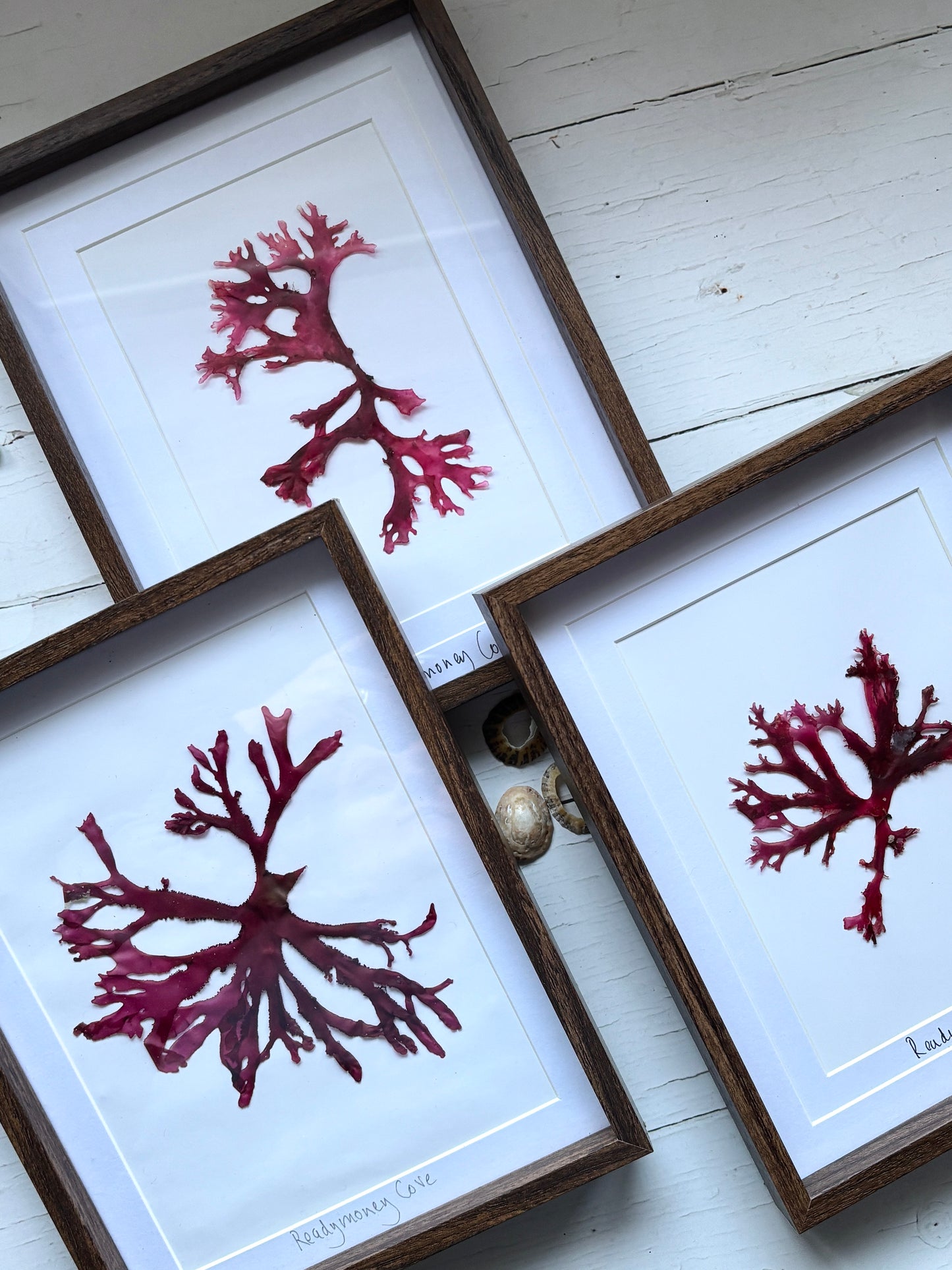 Framed Pressed Readymoney Seaweed