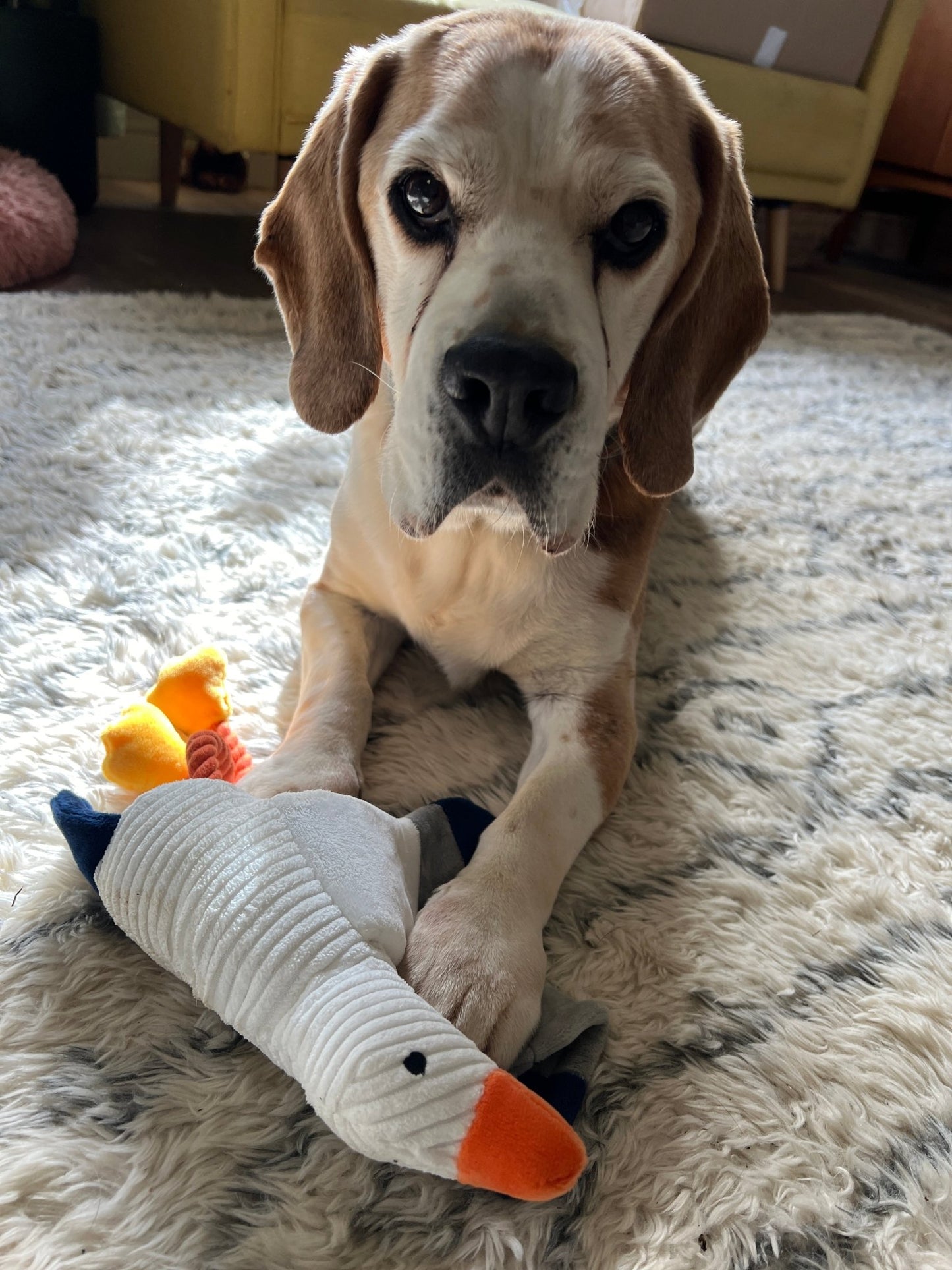 Fowey seagull dog toy cute beagle resting with the plush seagull squeaky dog toy coastal pet accessory, Cornwall souvenir, puppy gift