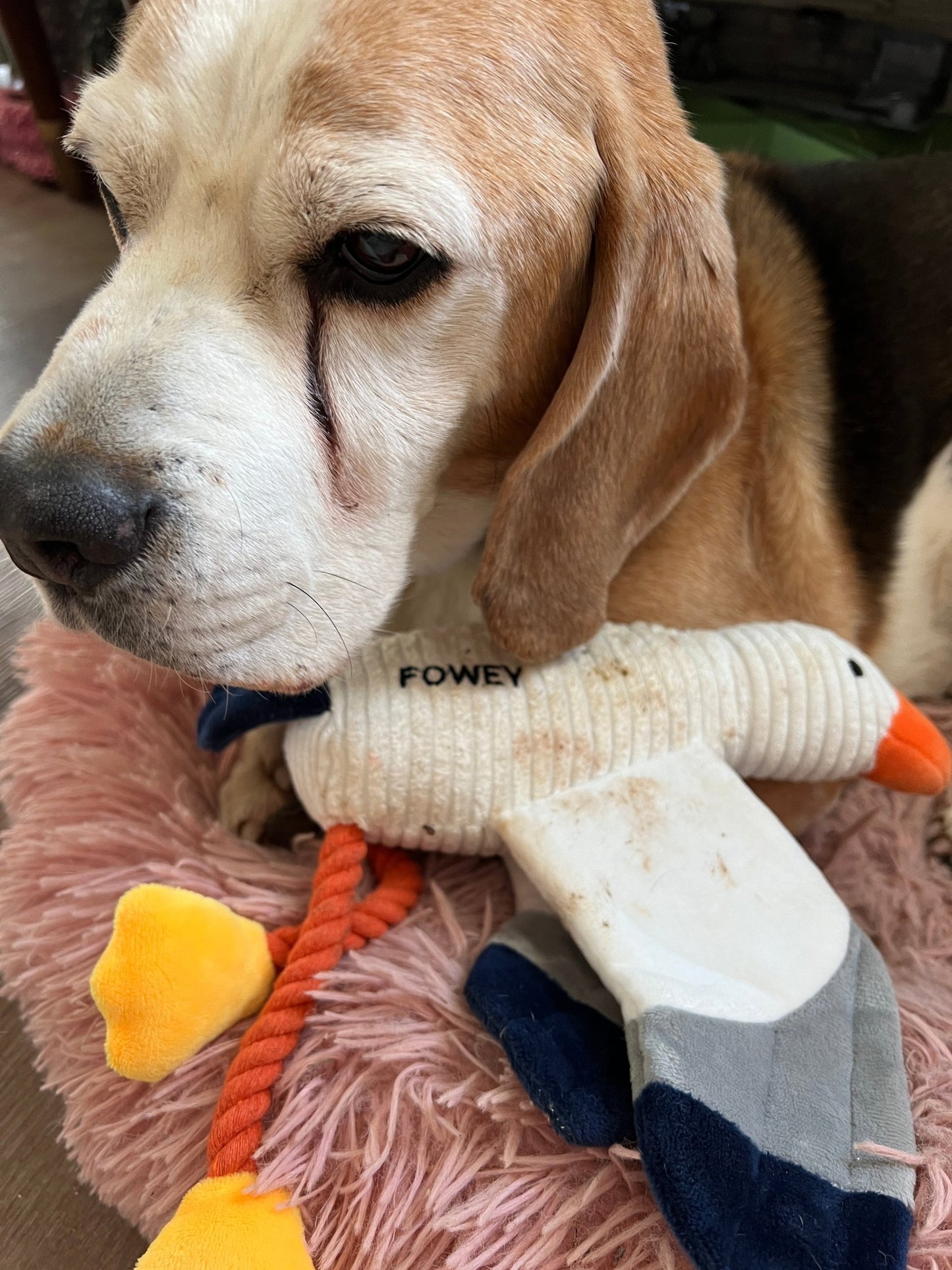 Closeup shot of a beagle with the well-loved, plush seagull squeaky toy on a pink blanket coastal pet accessory, Cornwall fun