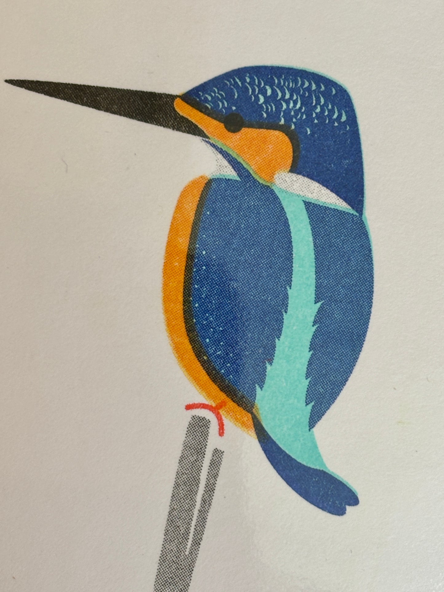 closeup shot of mini greetings card with vibrant kingfisher illustration—artistic, nature-inspired, and perfect for gifting