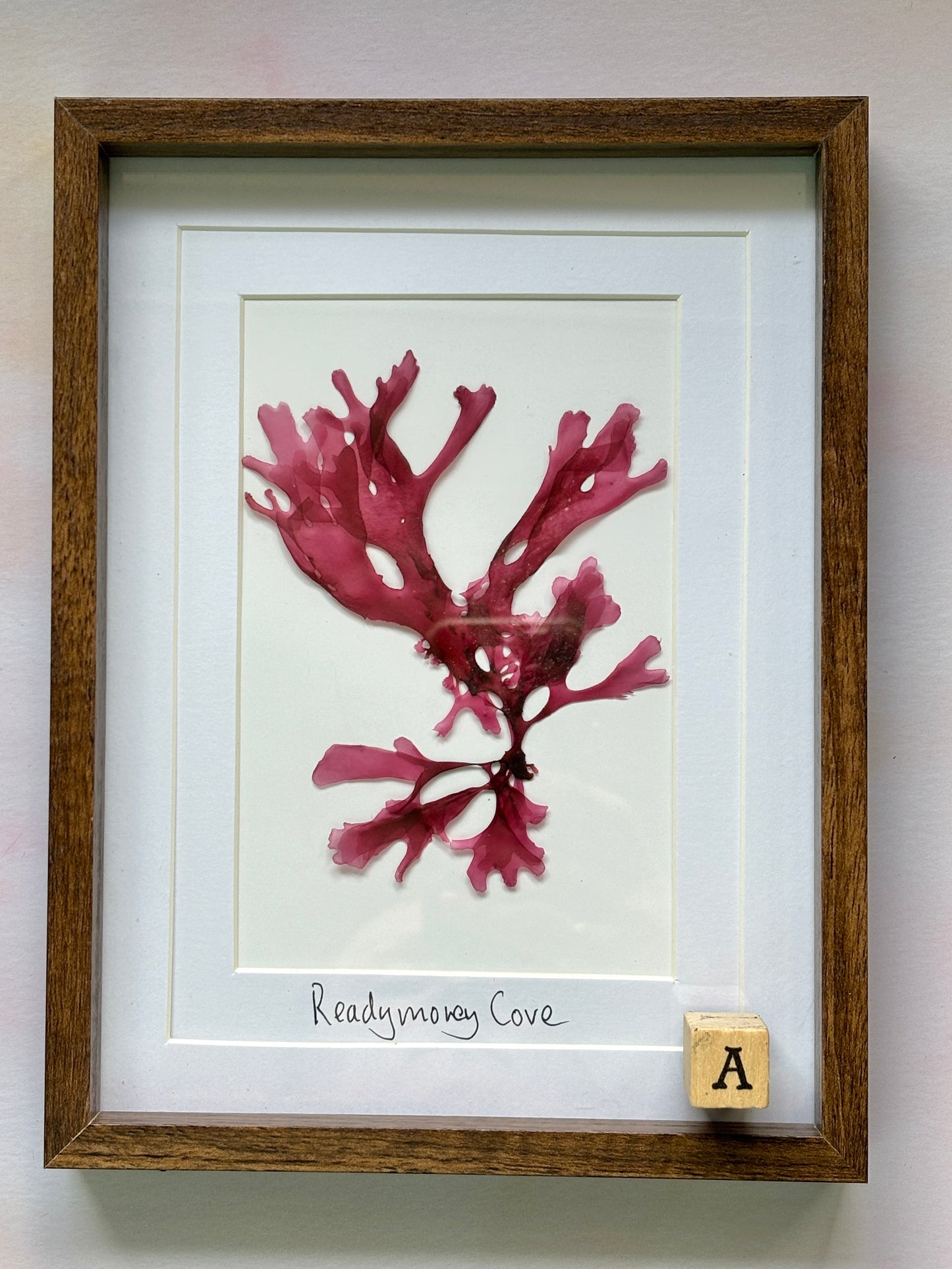 Framed Pressed Readymoney Seaweed