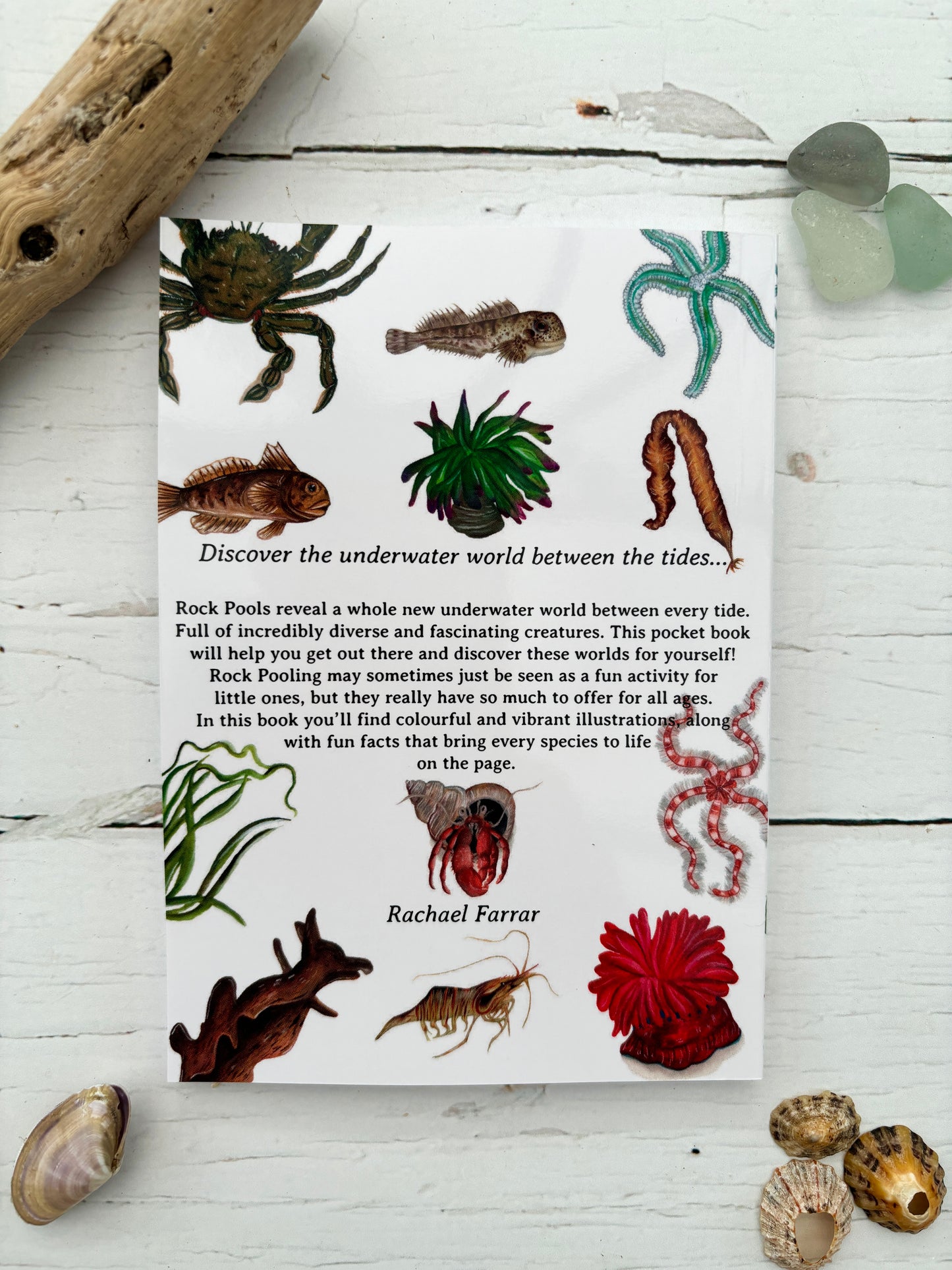 back cover of rock pooling pocket guide with colourful marine illustrations and educational text on coastal wildlife and sea life