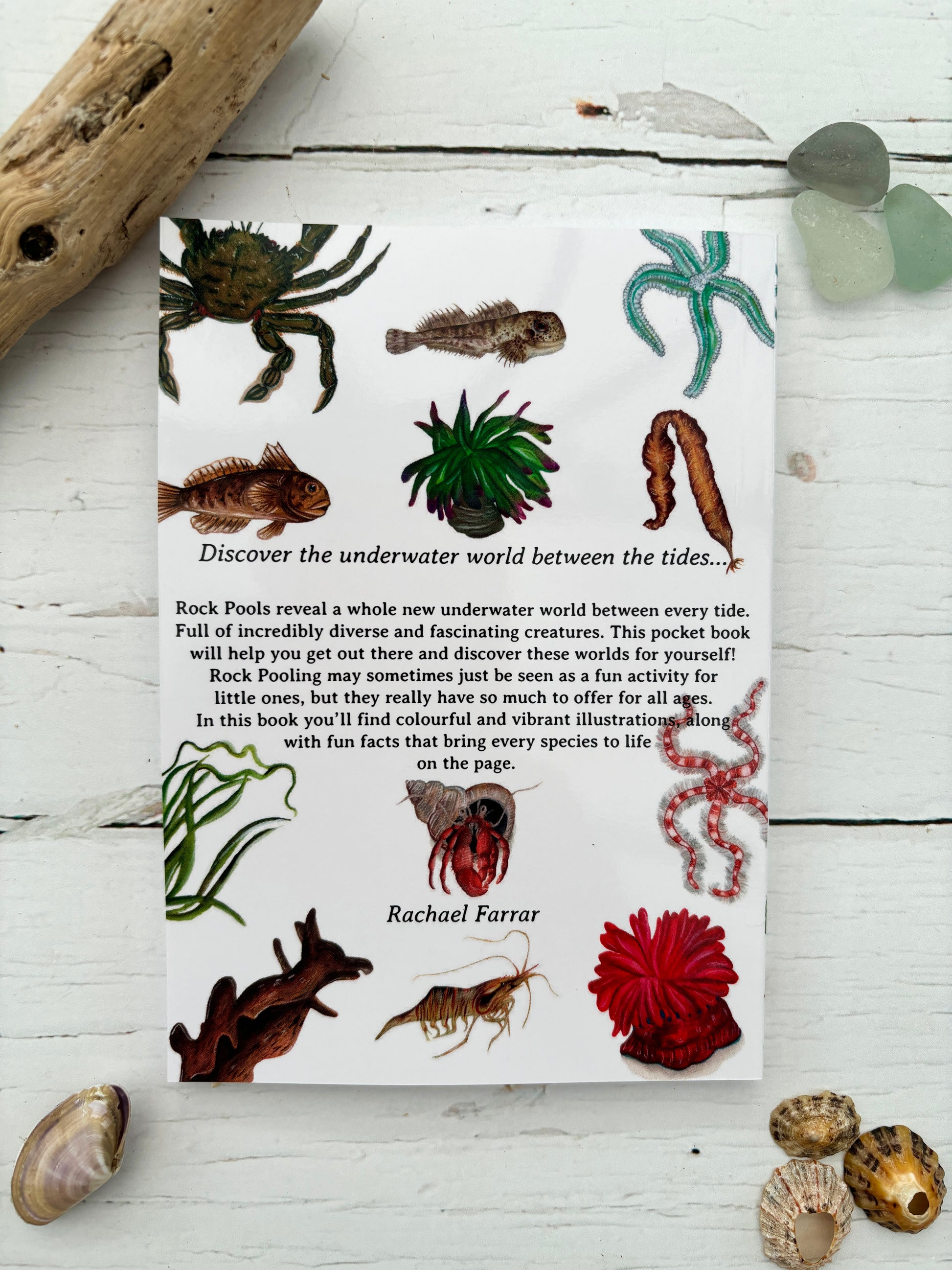 back cover of rock pooling pocket guide with colourful marine illustrations and educational text on coastal wildlife and sea life