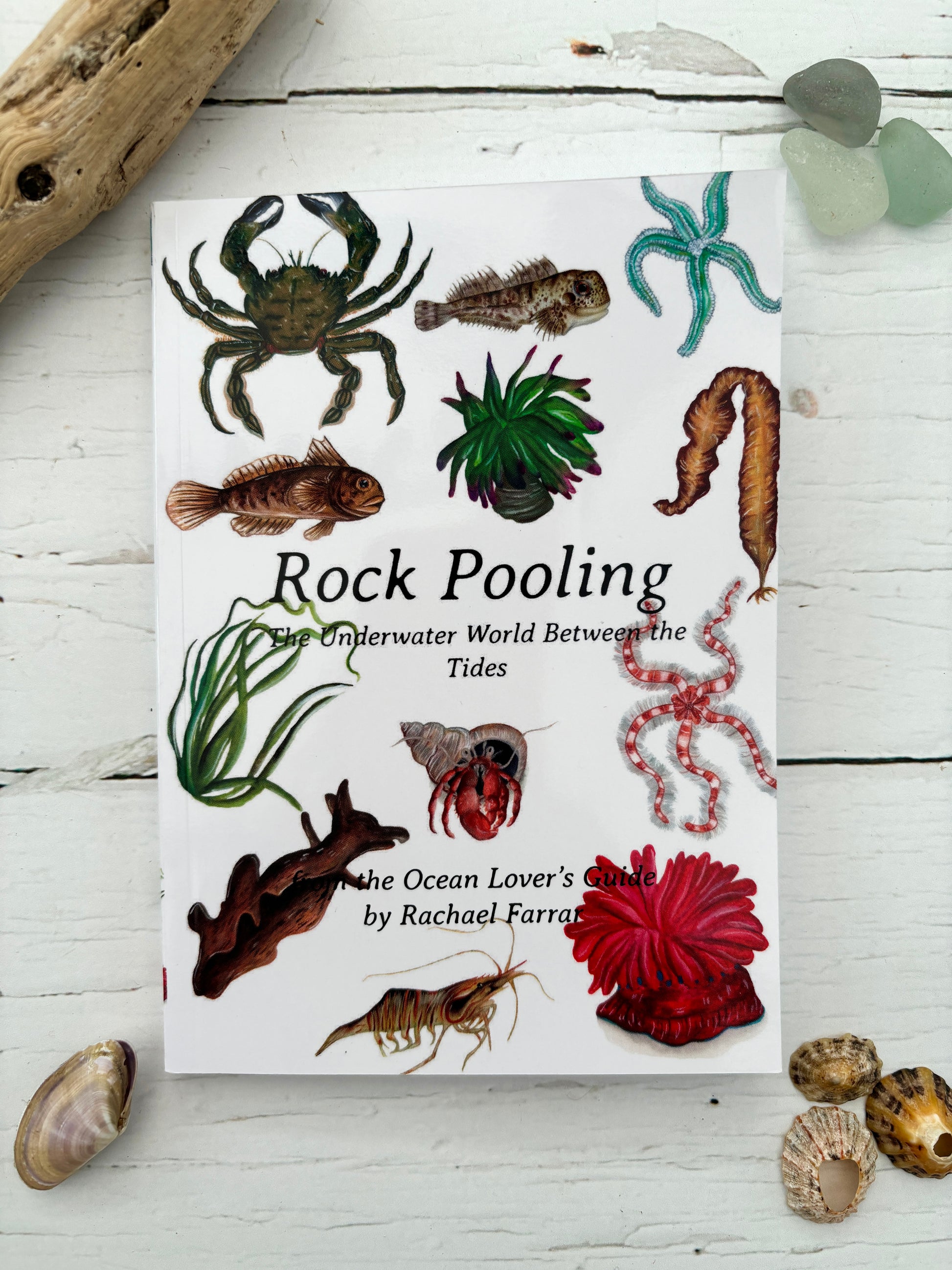 rock pooling pocket guide book featuring illustrated sea creatures—educational coastal wildlife guide for kids and nature lovers