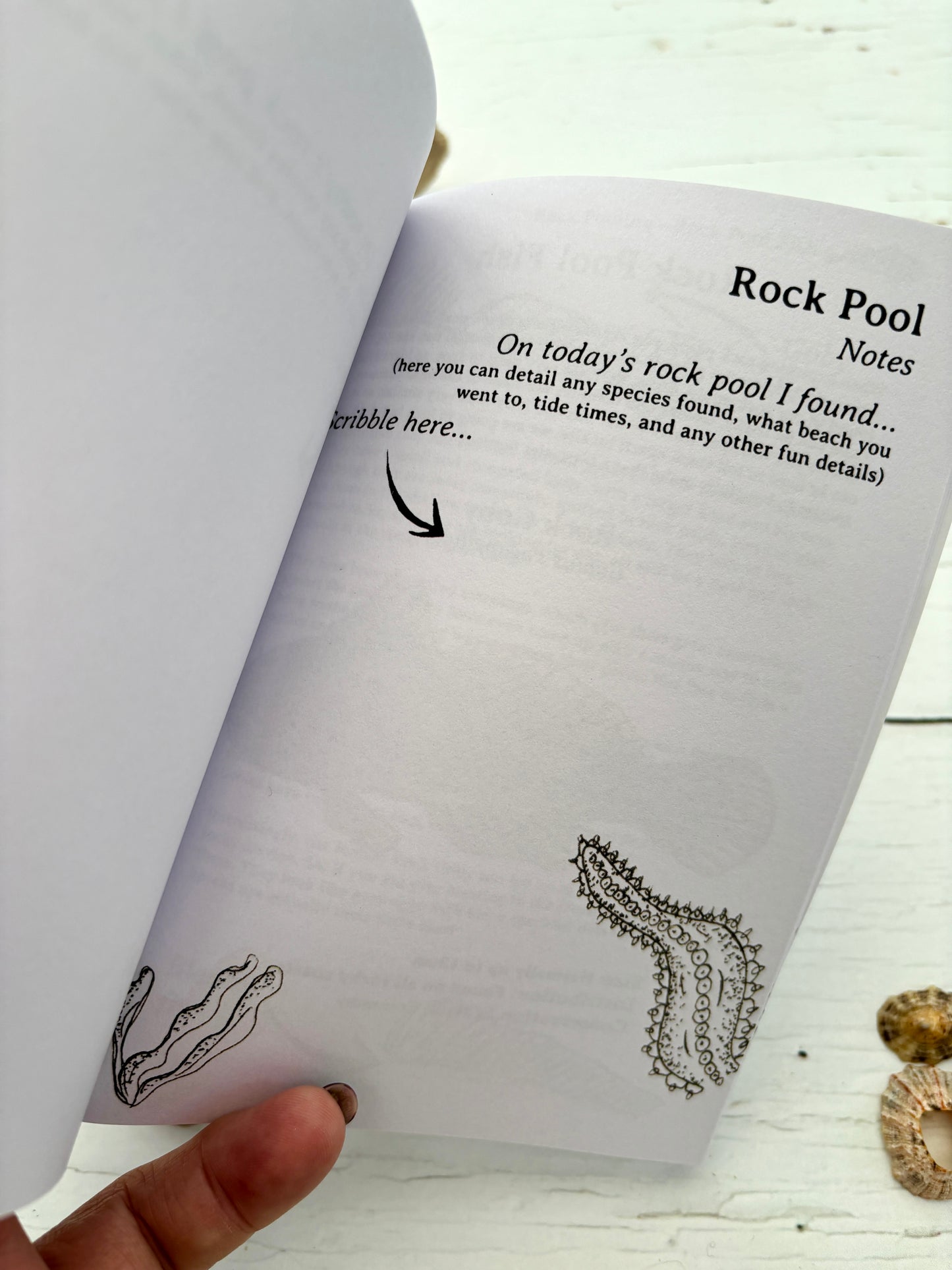 rock pooling pocket guide notes page, seaside nature journal for kids, record tide pool species and beach discoveries