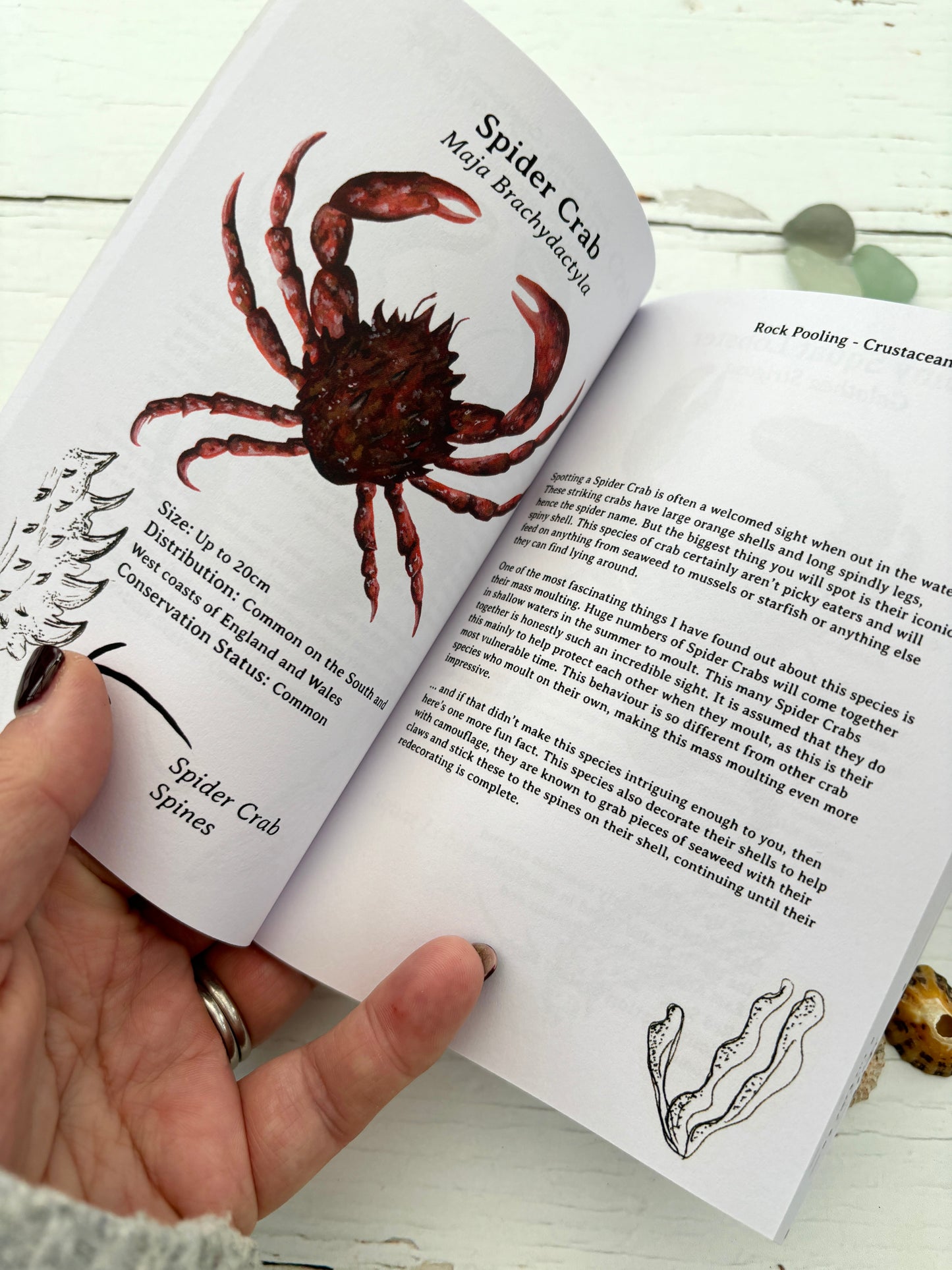 inside page of rock pooling pocket guide with detailed marine illustration and species facts—educational coastal nature book