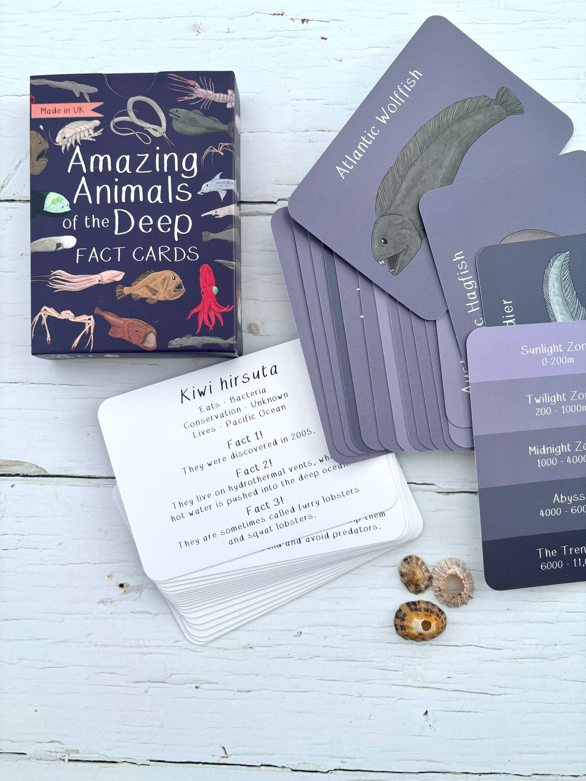 amazing animals of the deep fact cards with atlantic wolffish, ocean zone guide, marine creature education